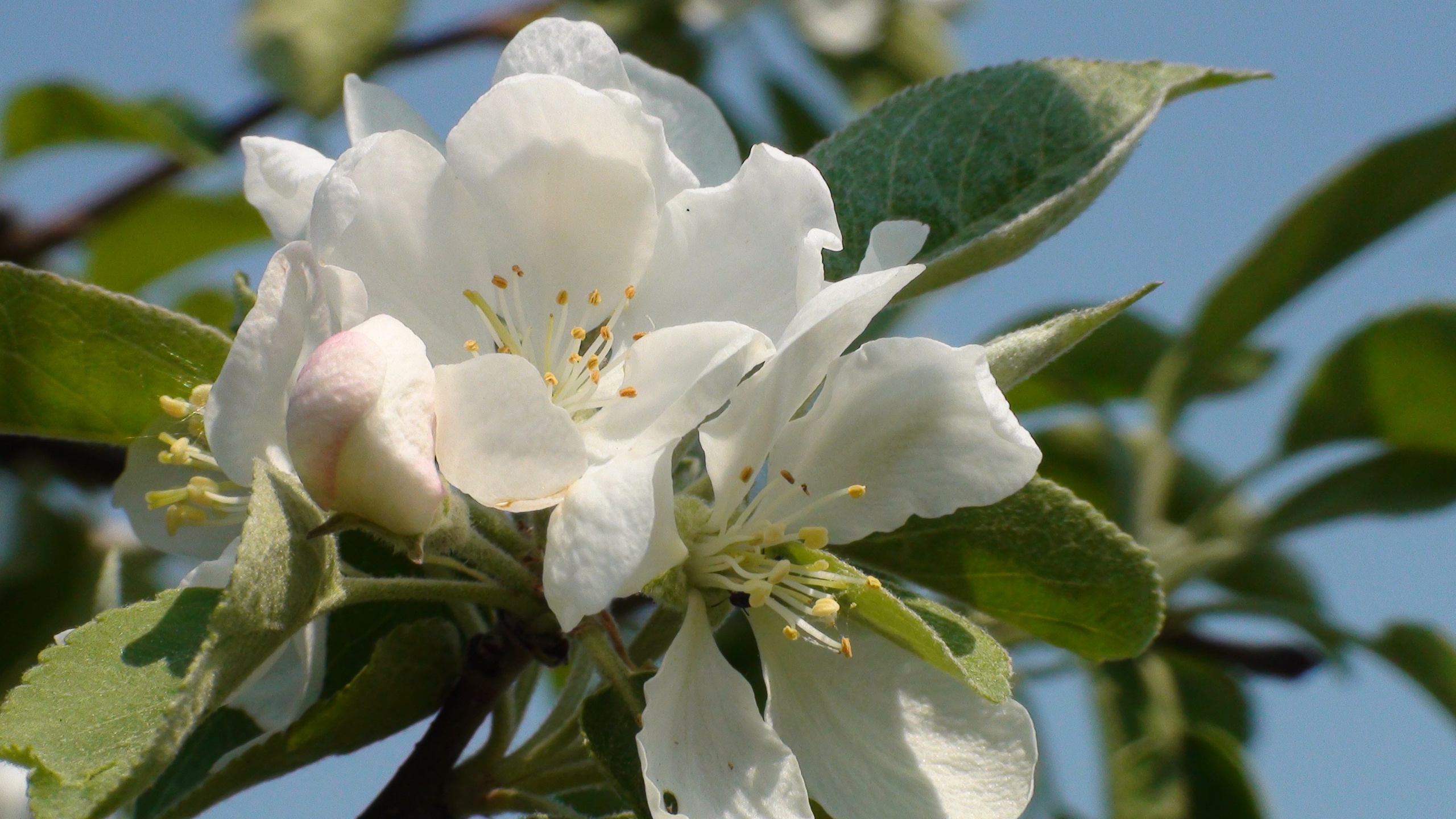 Дача 07.06.2009. Семейный, Свадебный фотограф СПБ Питер— Романова Екатерина