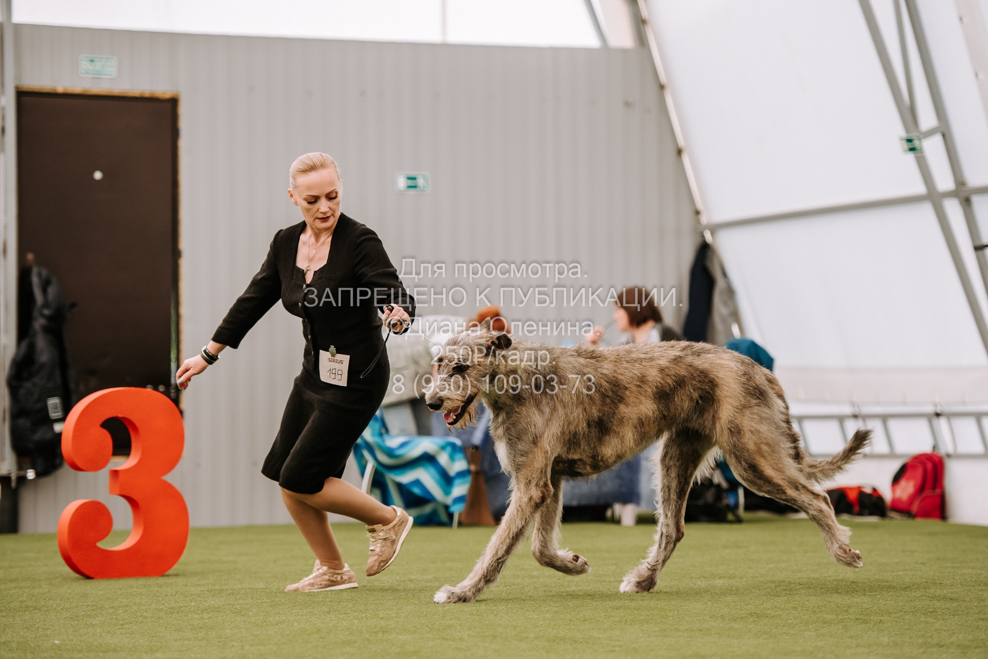 Выставка собак Красноярск 2.06. Фотограф Диана Оленина Красноярск / Братск