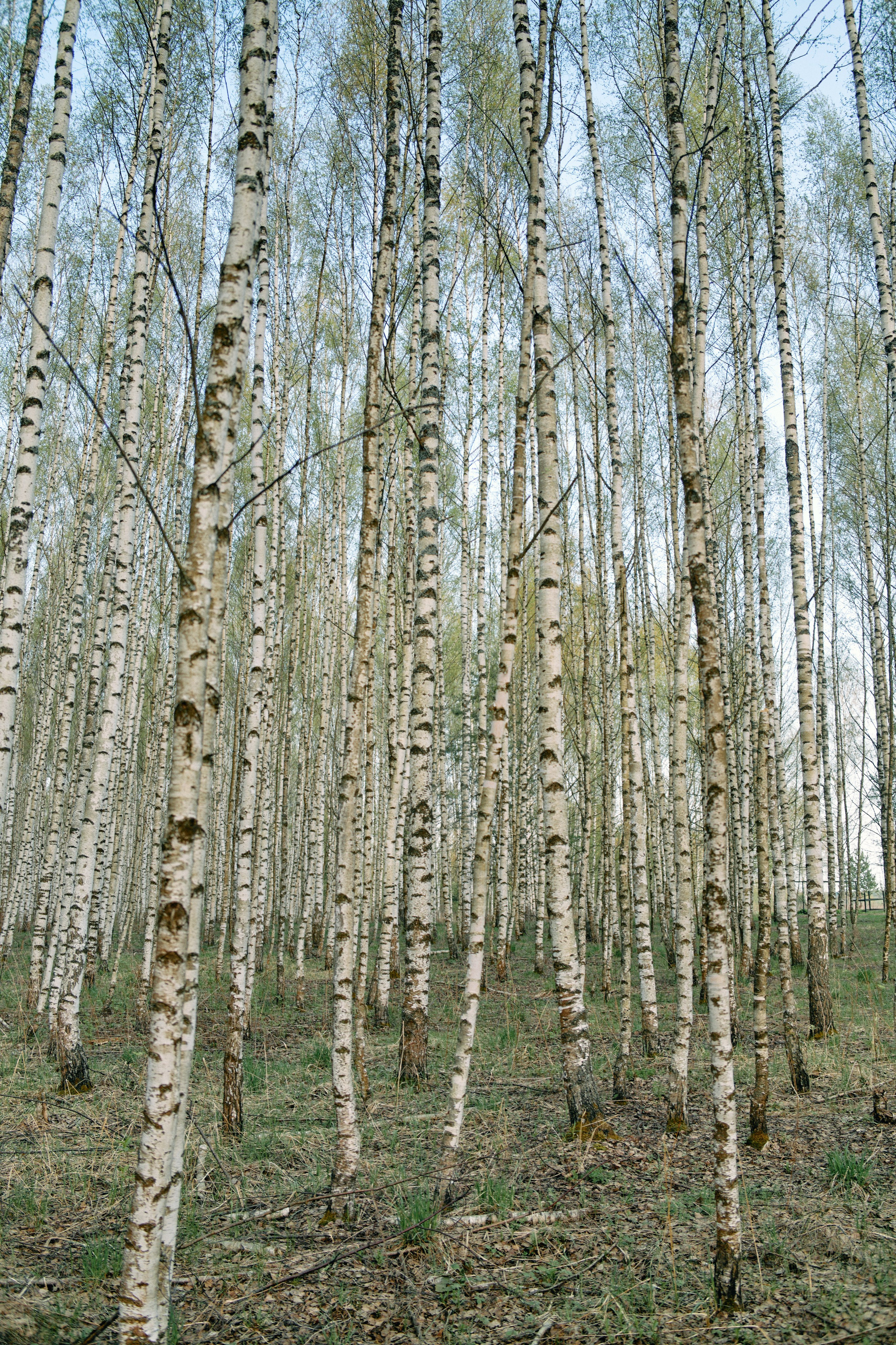 Бутик-отель Поле летом. Профессиональный Фотограф во Владимире, в Москве и в Суздале — Полина Романычева