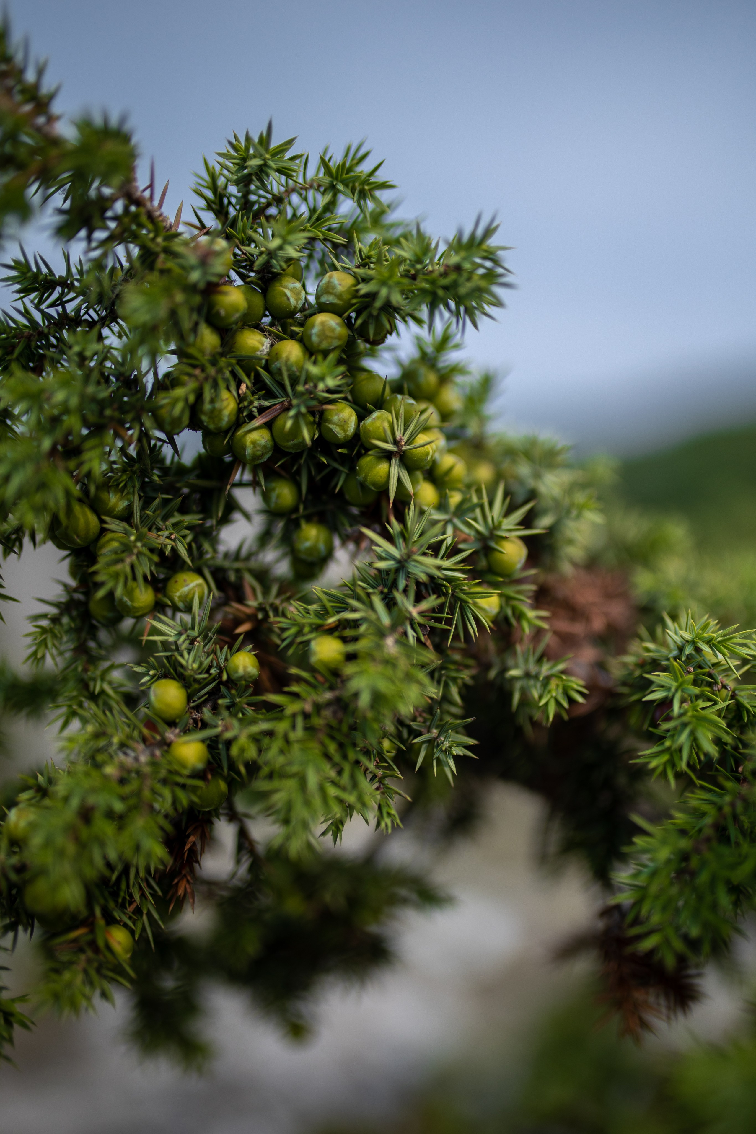 ЦВЕТНЫЕ ФОТОГРАФИИ. Никита Аничкин фото и видео оператор из России