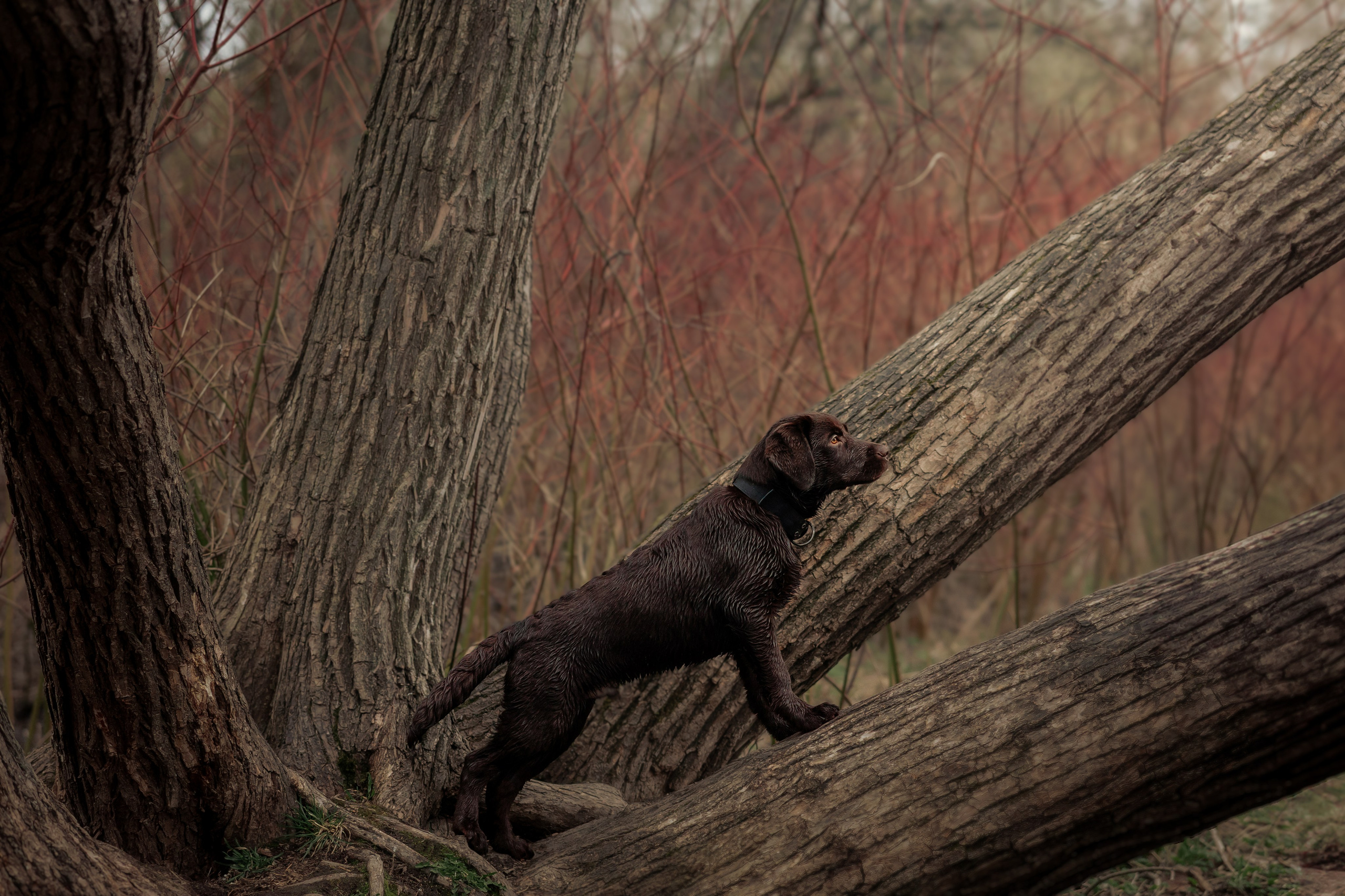 Ника и Ричи. Фотограф в Санкт-Петербурге Алёна Губинская