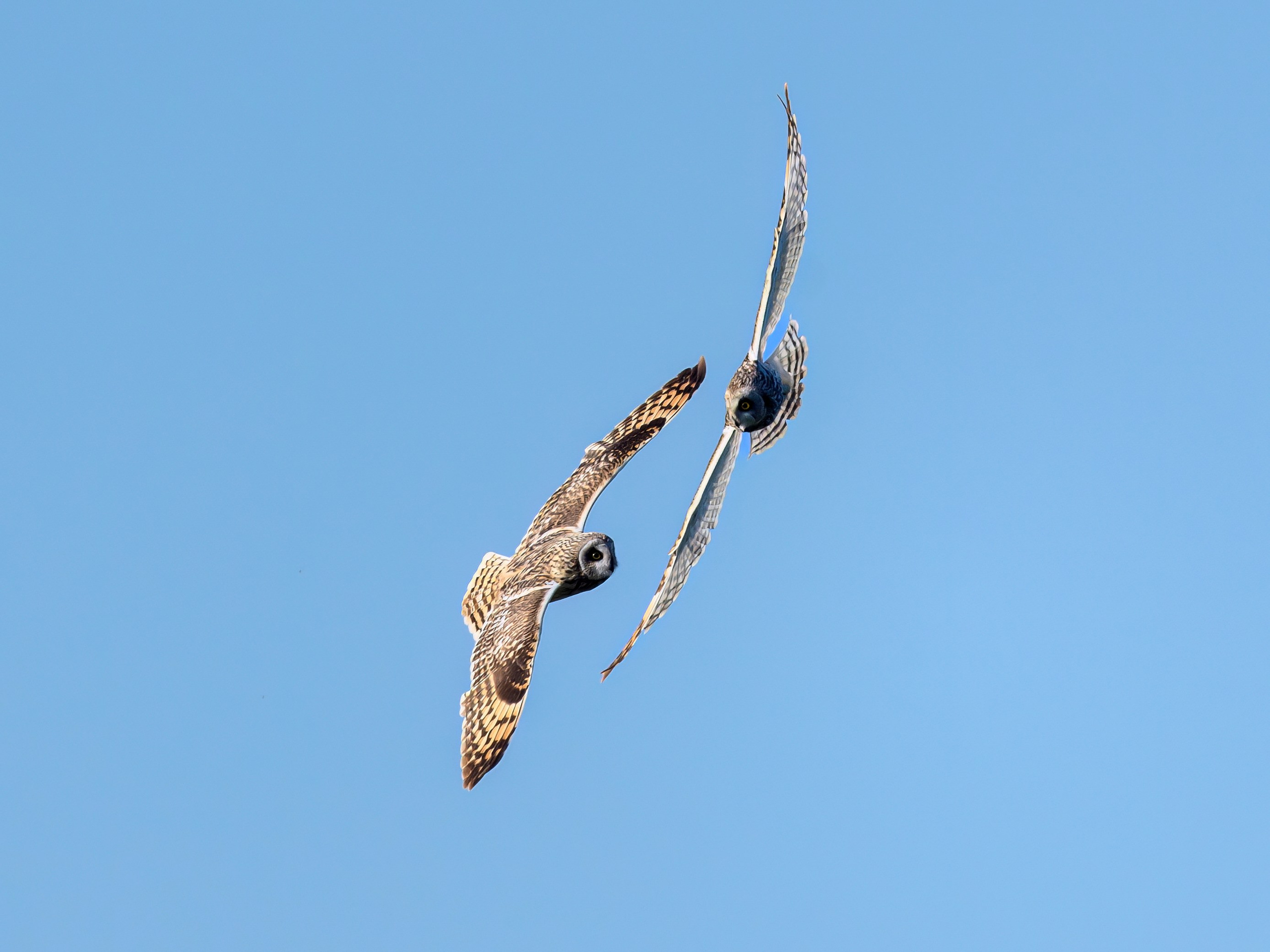 Совы играют в догонялки. Wildlife photography by Sergey Puponin