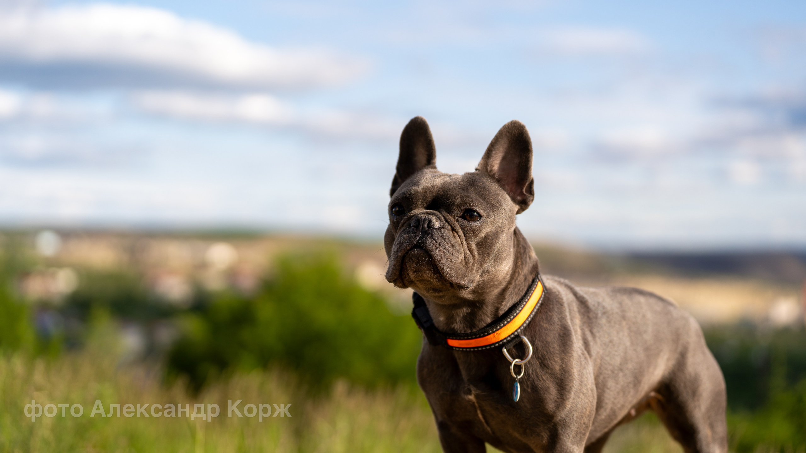 Животные. Фотографии и видеосъемка, Айхал, Удачный, Якутия. Фотографии Айхал