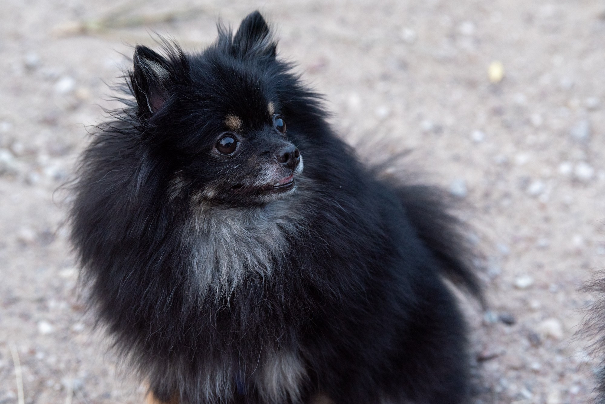 Спасенные шпицы. Фотограф в Москве Виктория Назаренко