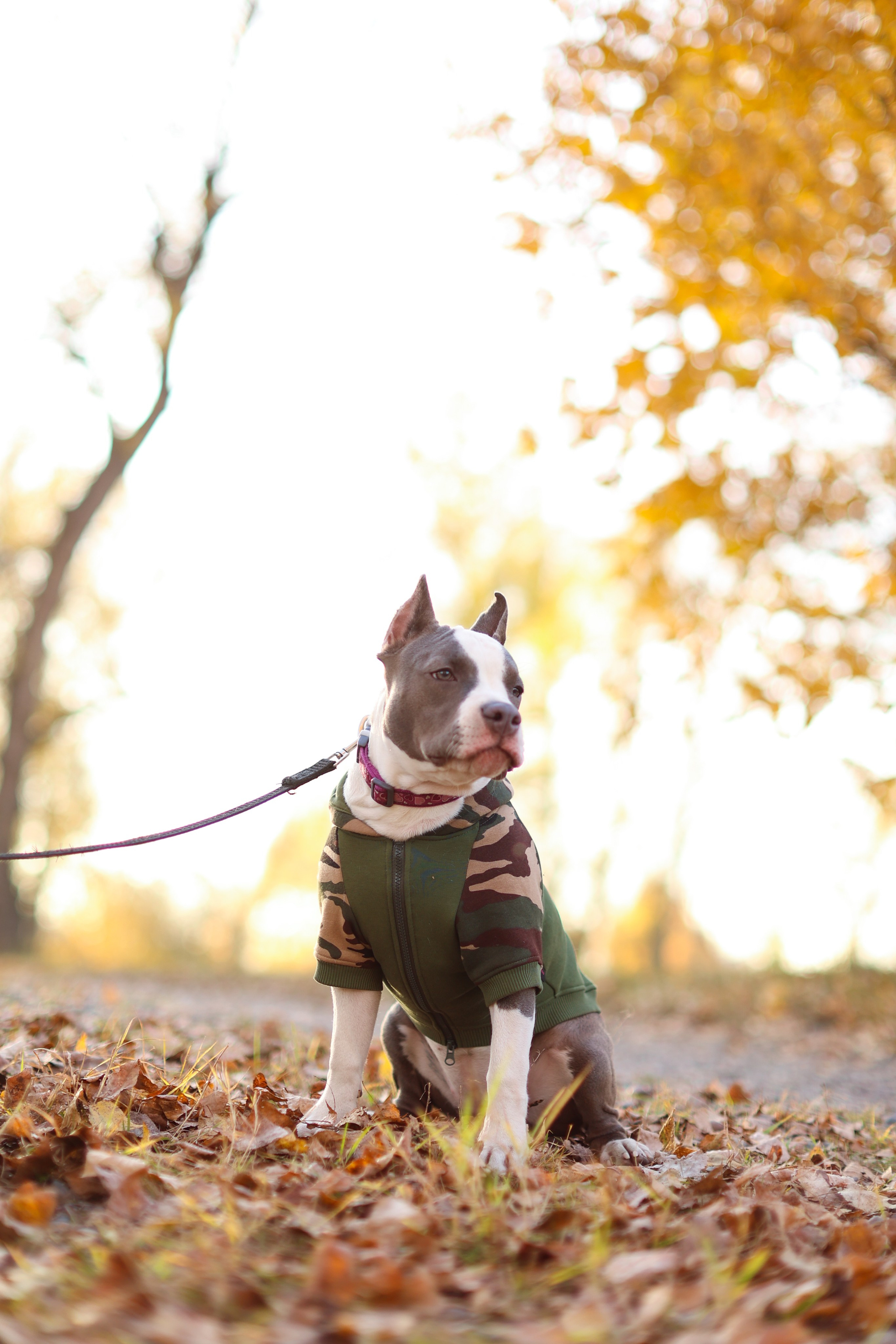 Осень. Art my Pho