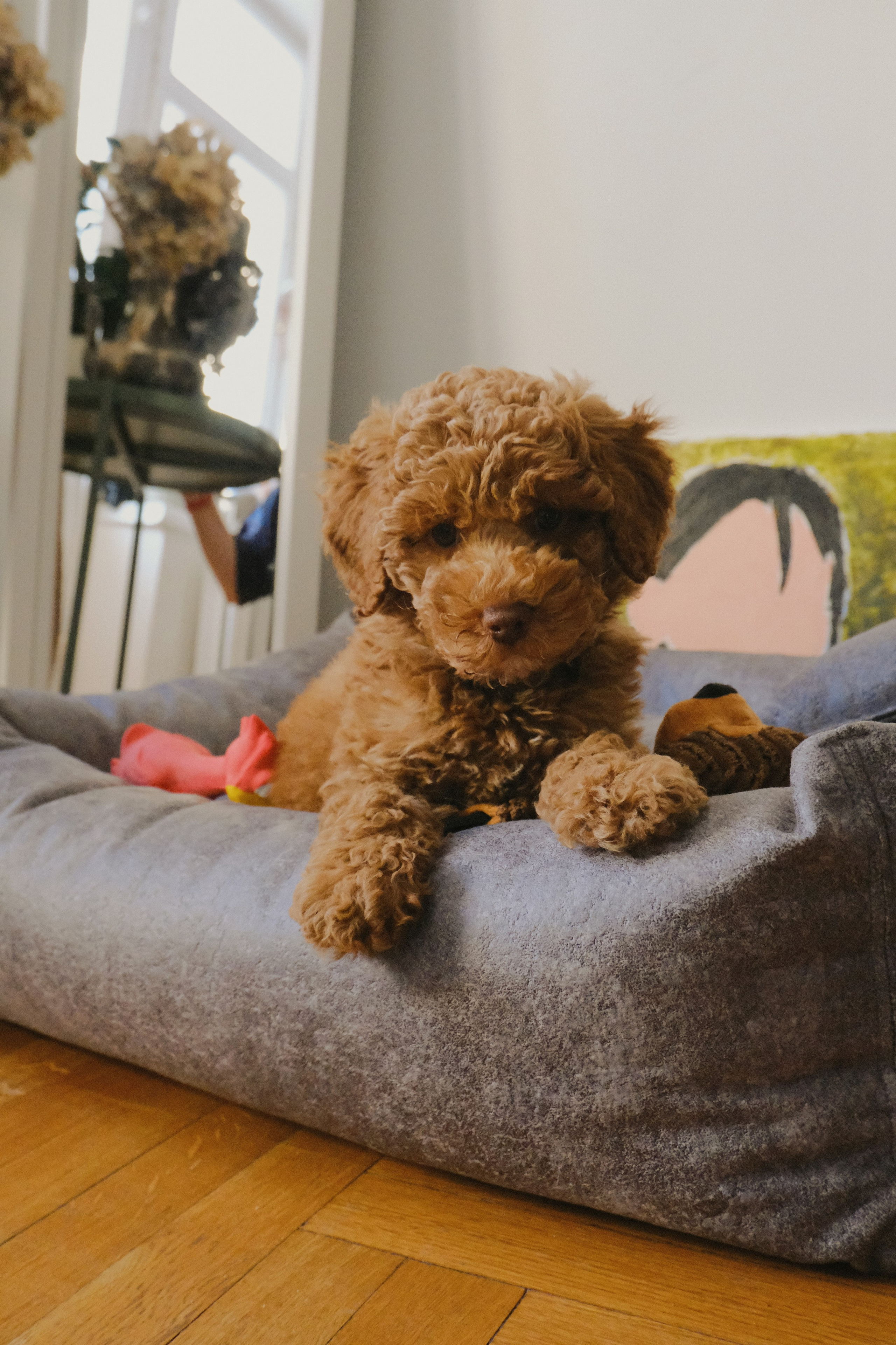 Питомцы. Татьян гертье