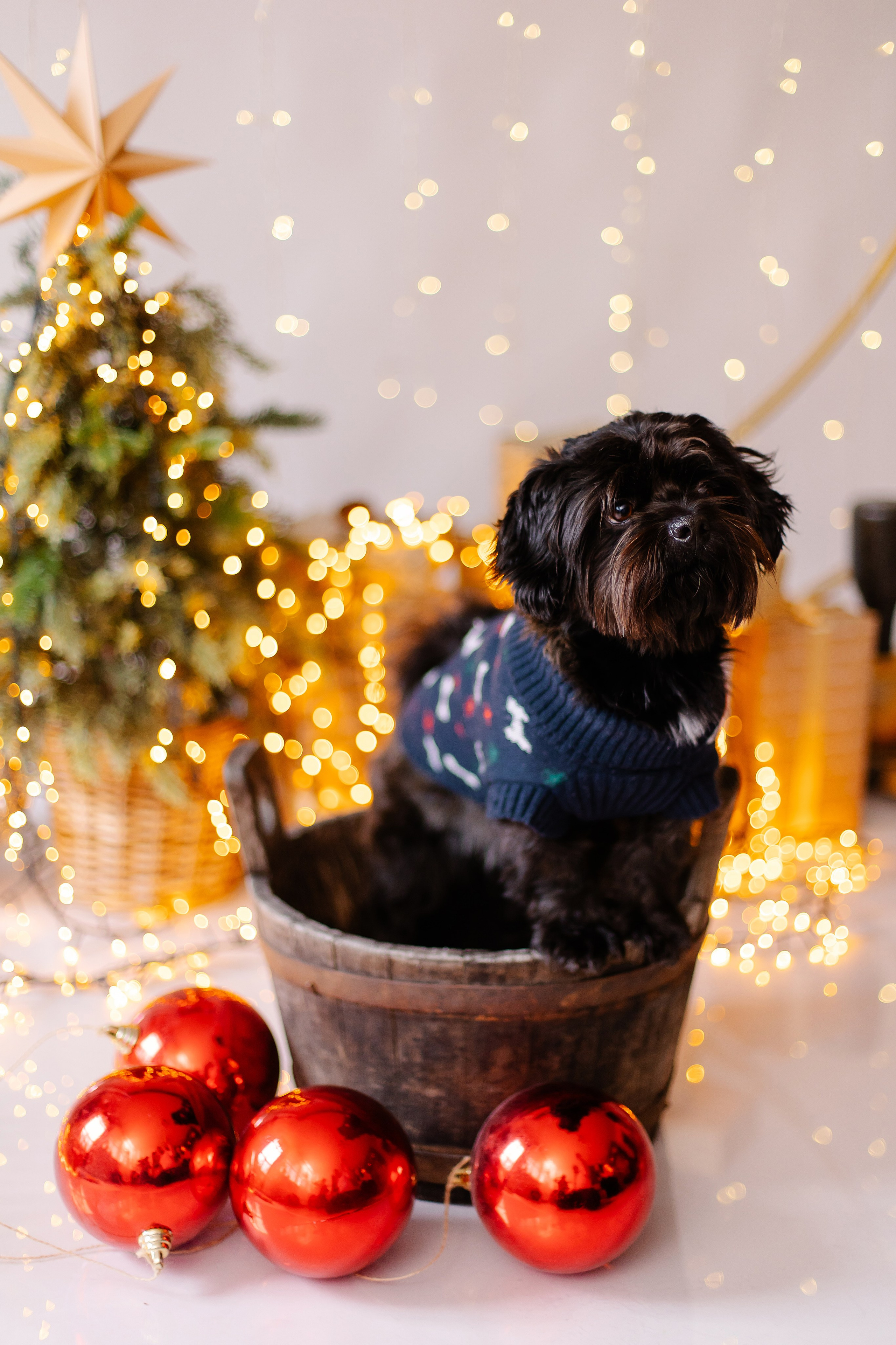 Hundeshooting / Hundefotografie. Fotografin in München Dasha Antipina
