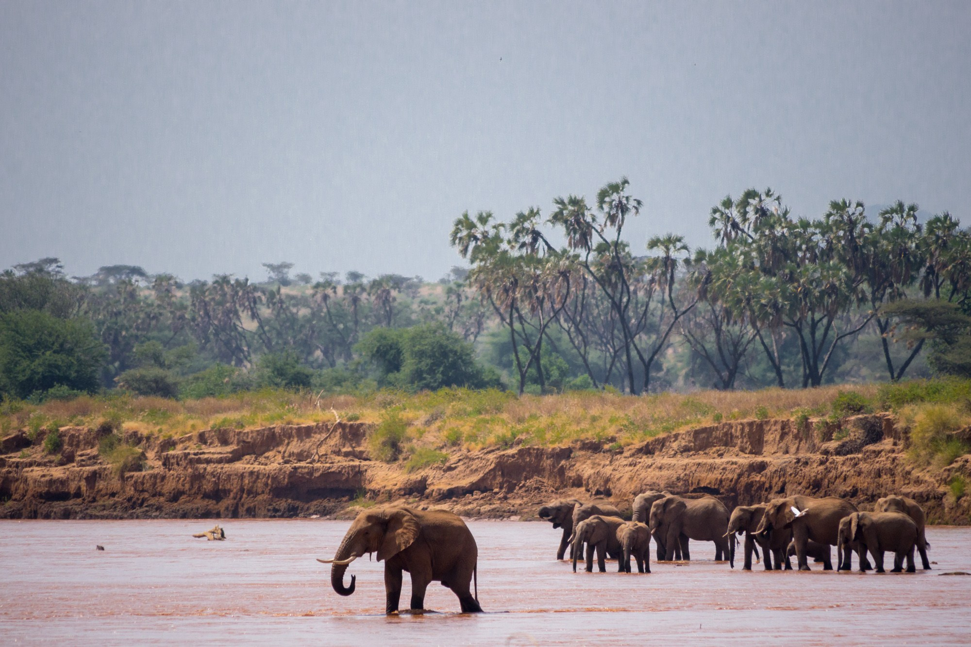 Африка. Кения. Фотосъёмка животных в африканской саванне. Фотограф Алексей Скоробогатько