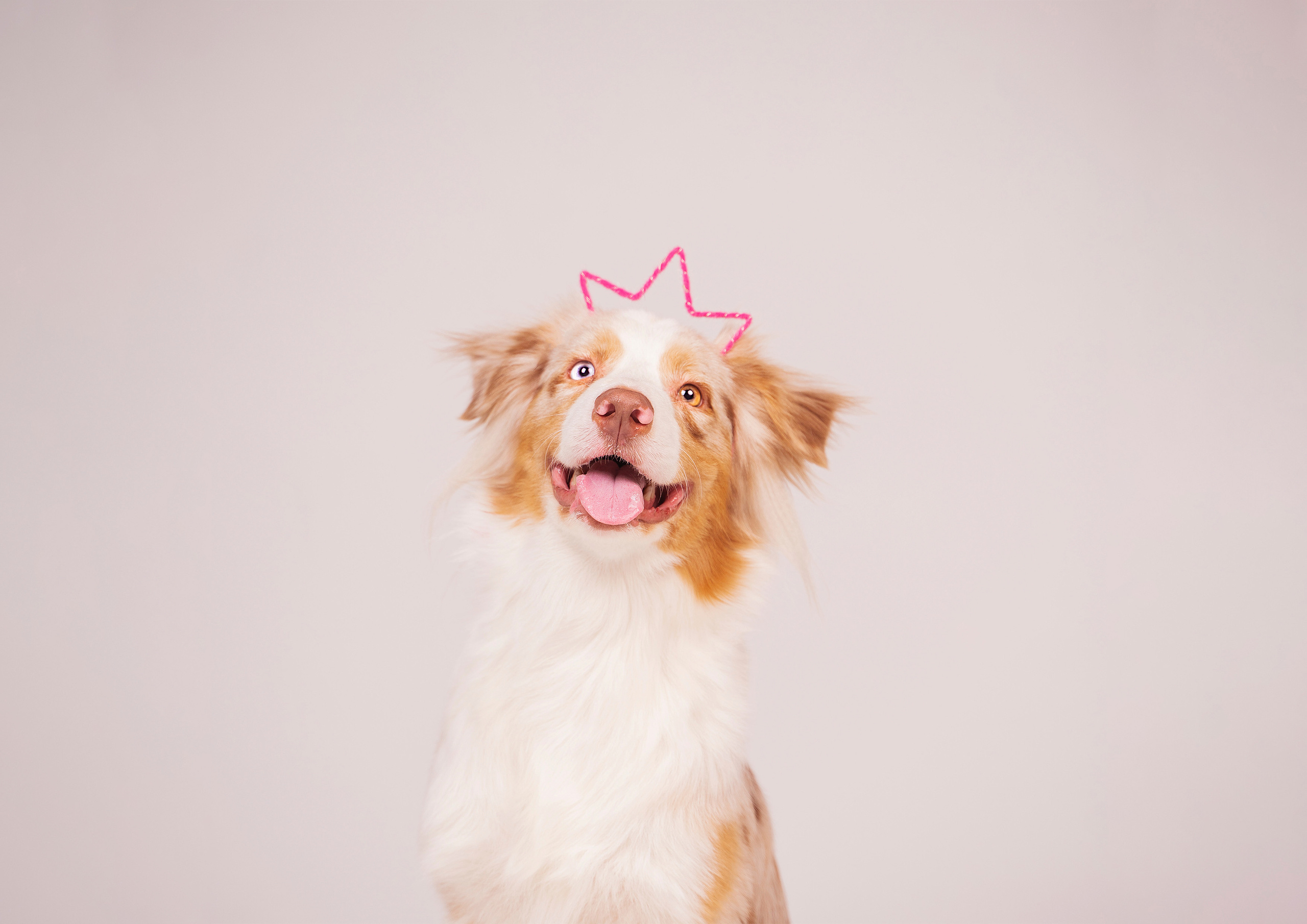 Фотограф-анималист в Красноярске Бец Юлия