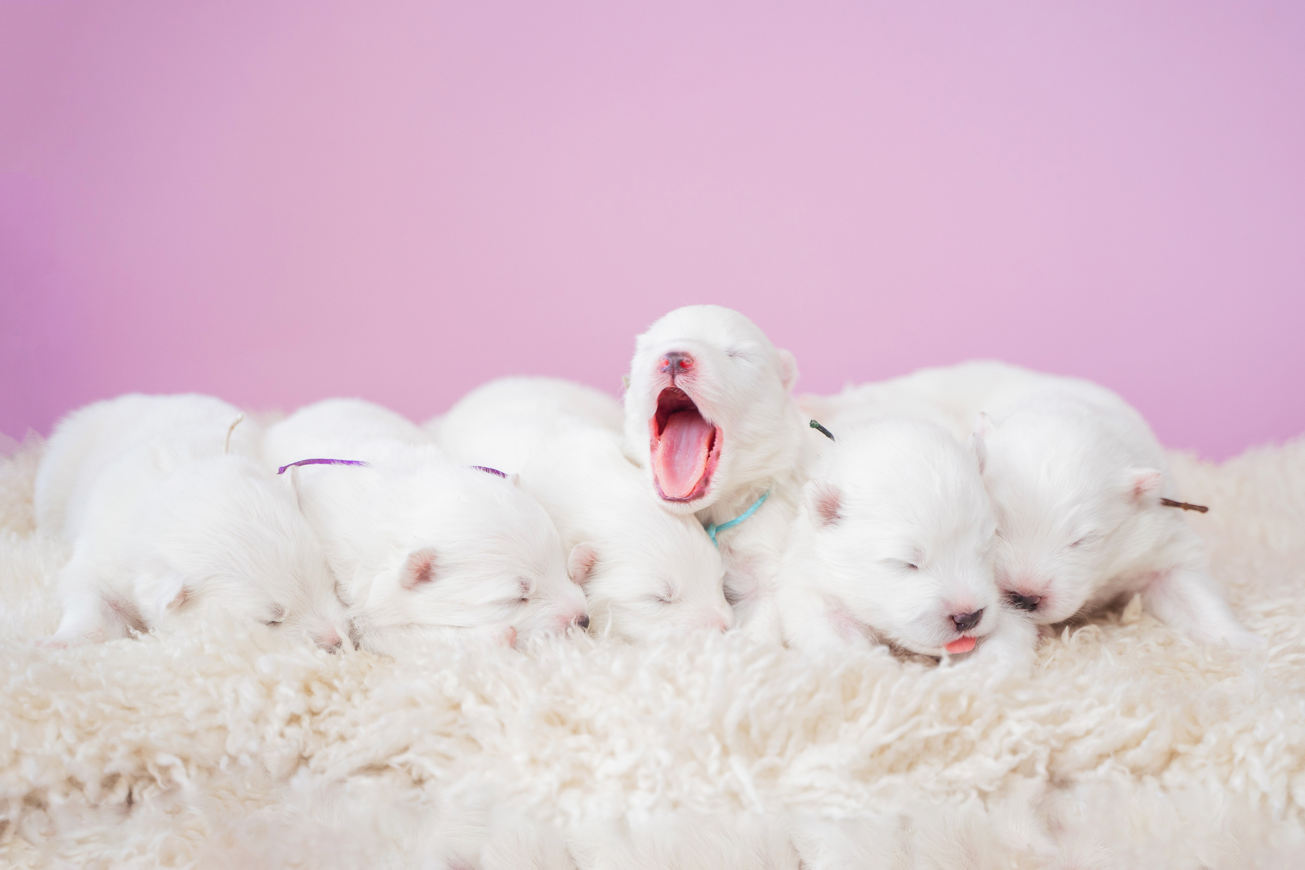 Фотограф-анималист в Красноярске Бец Юлия