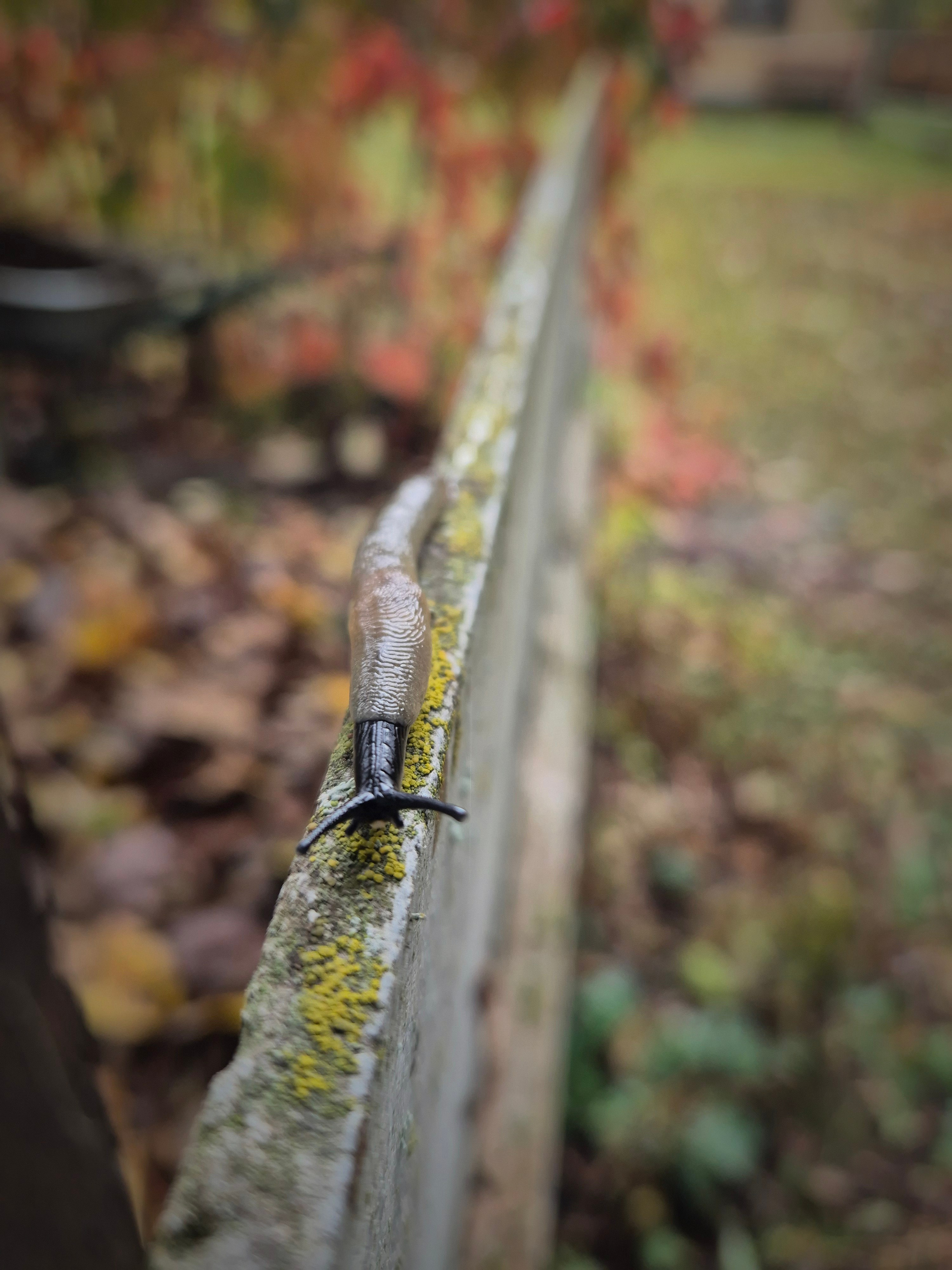 По участку ползают улитки