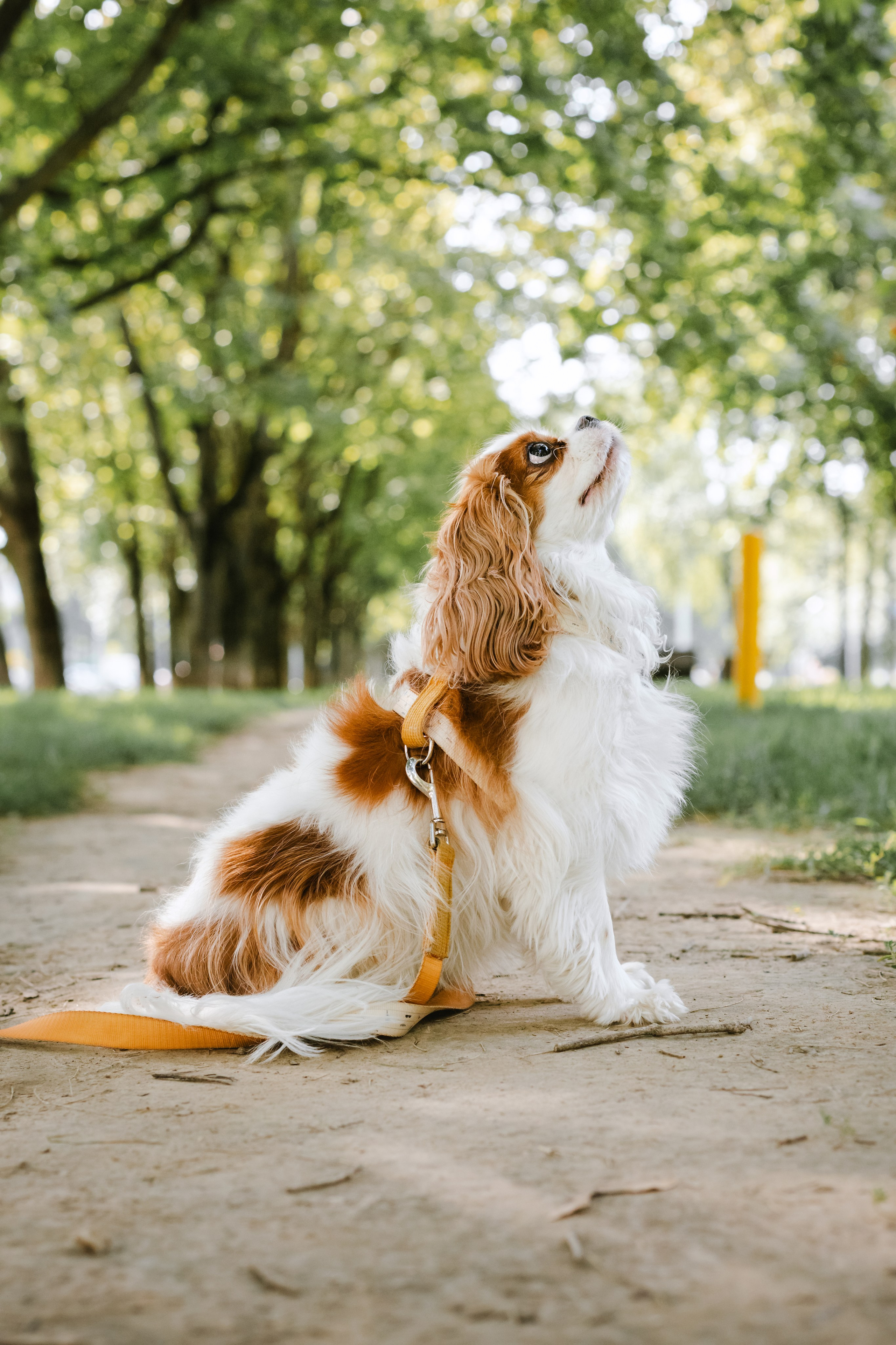 Фотопрогулка на бульваре. Фотограф-анималист Татьяна Степанова