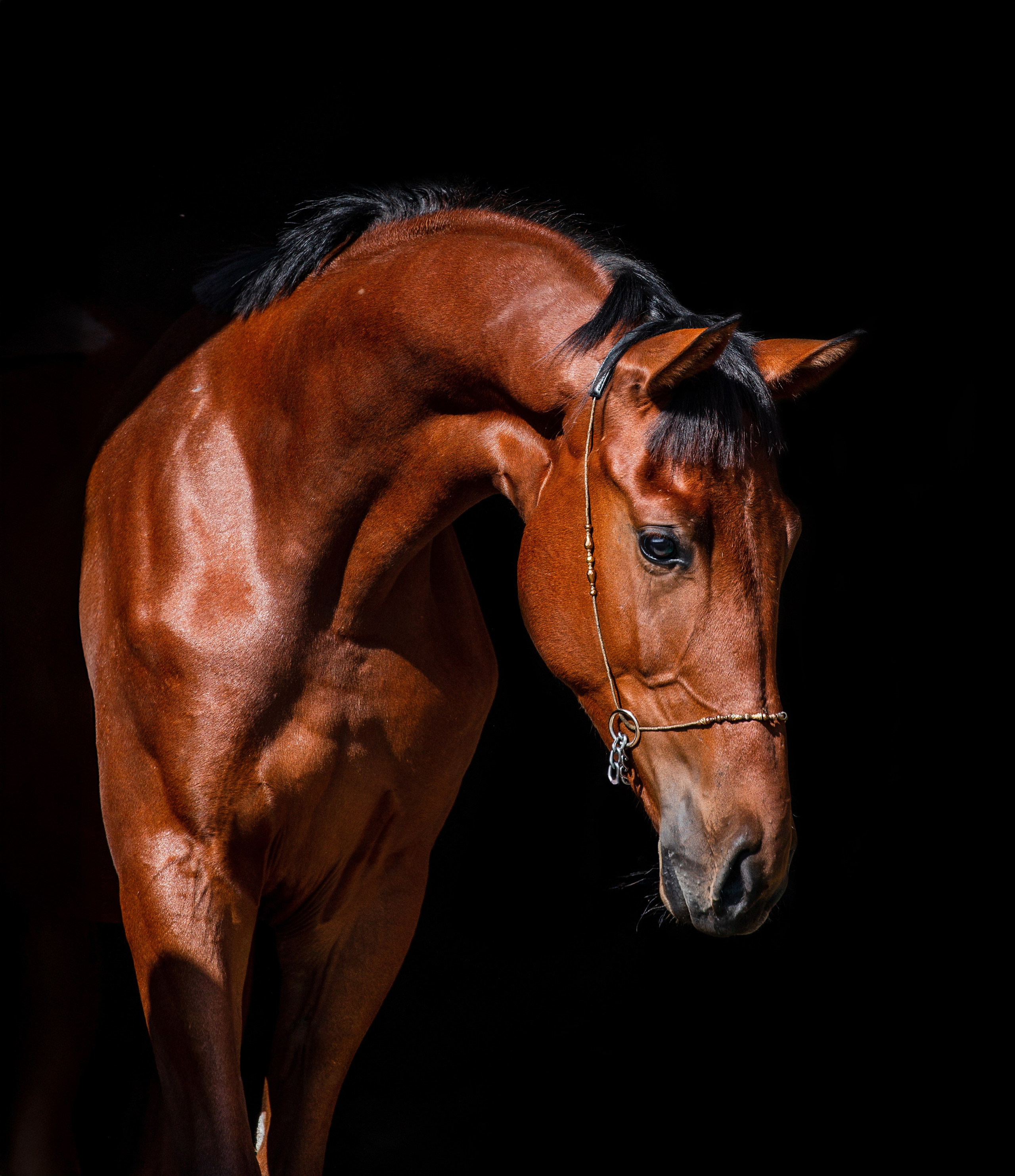 На черном фоне. Фотограф-анималист Ксендзова Кристина