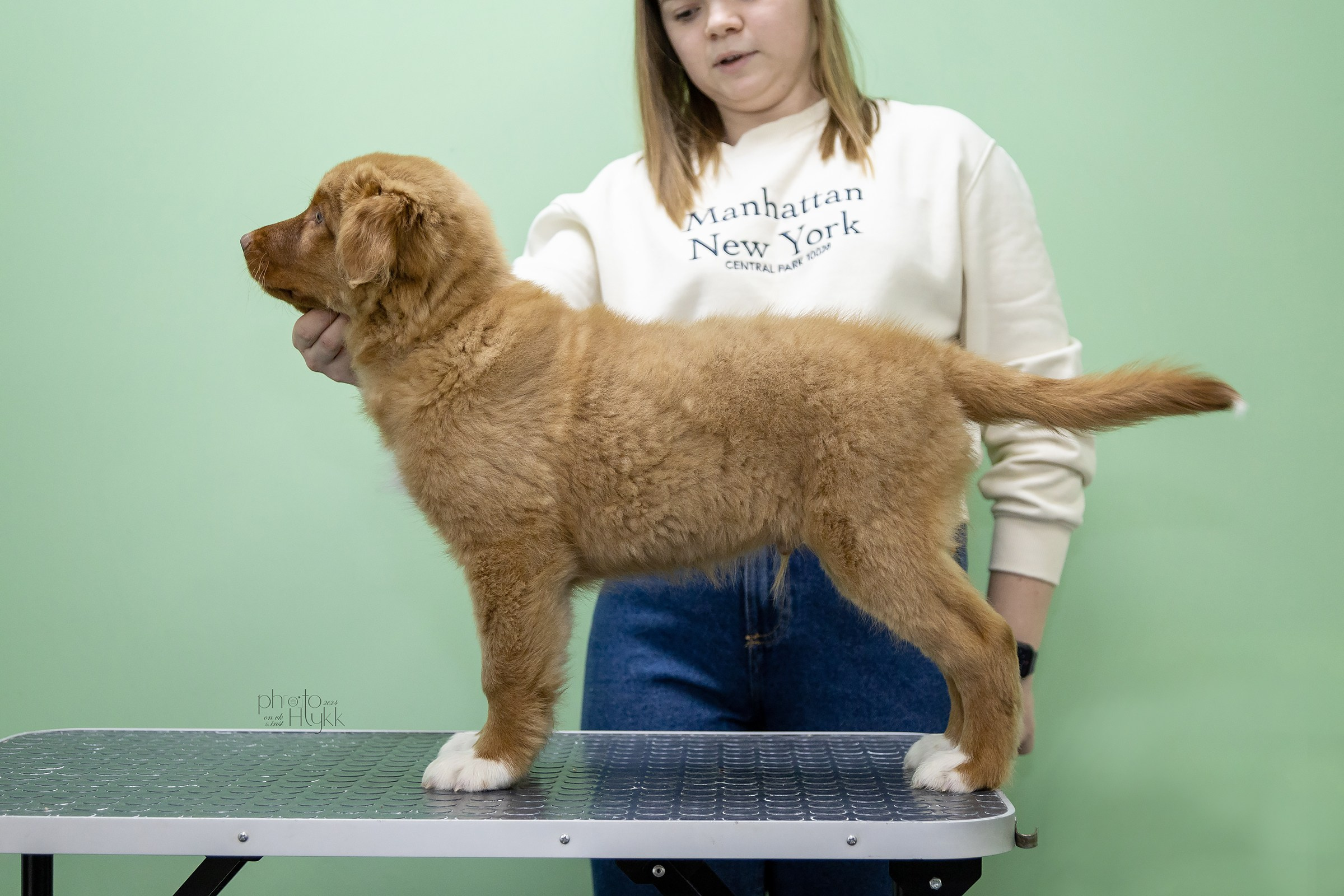 Щенки Толлера. Htykk_photo