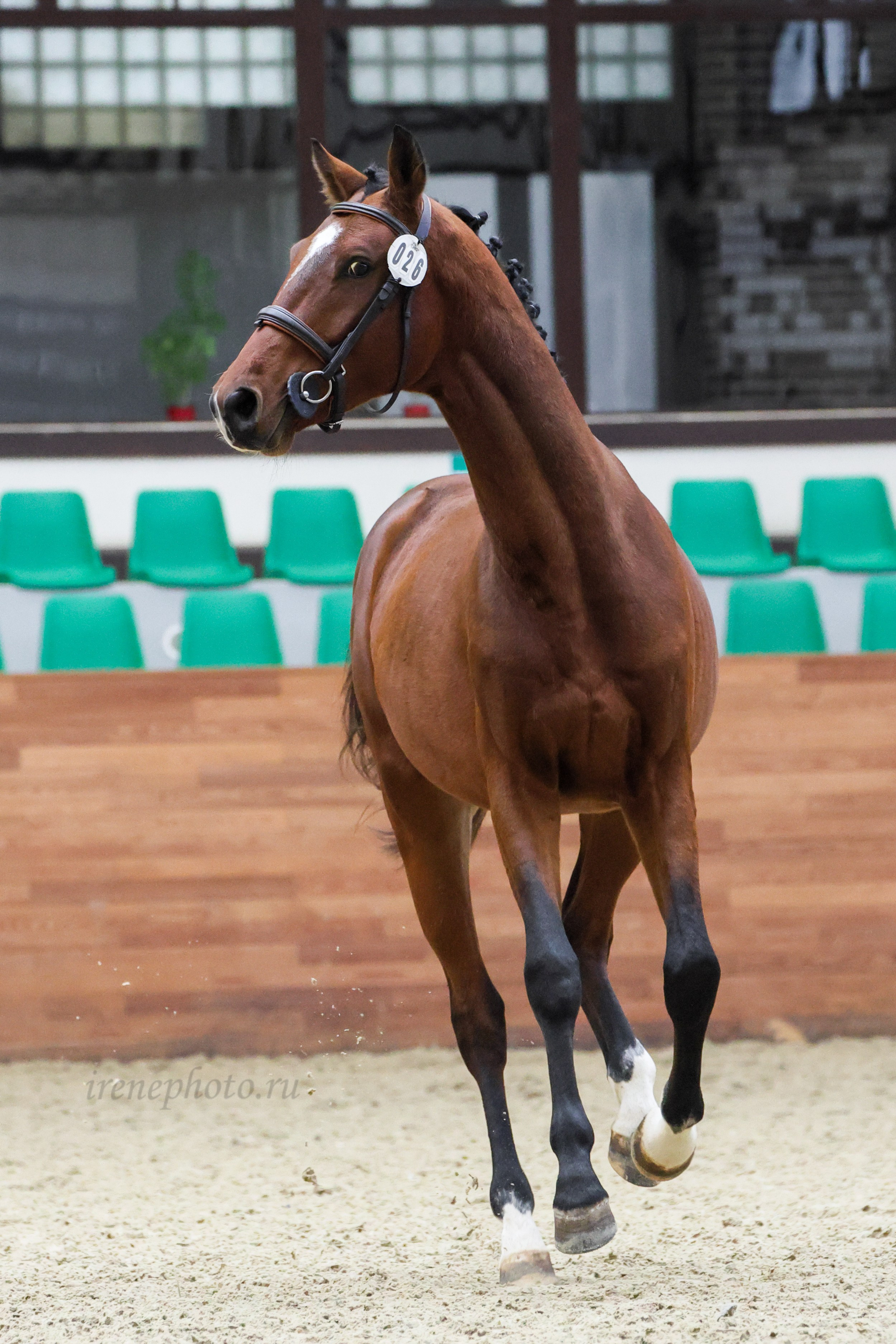 Конная Россия 2024 Оценка двигательных качеств. Irenephoto.ru