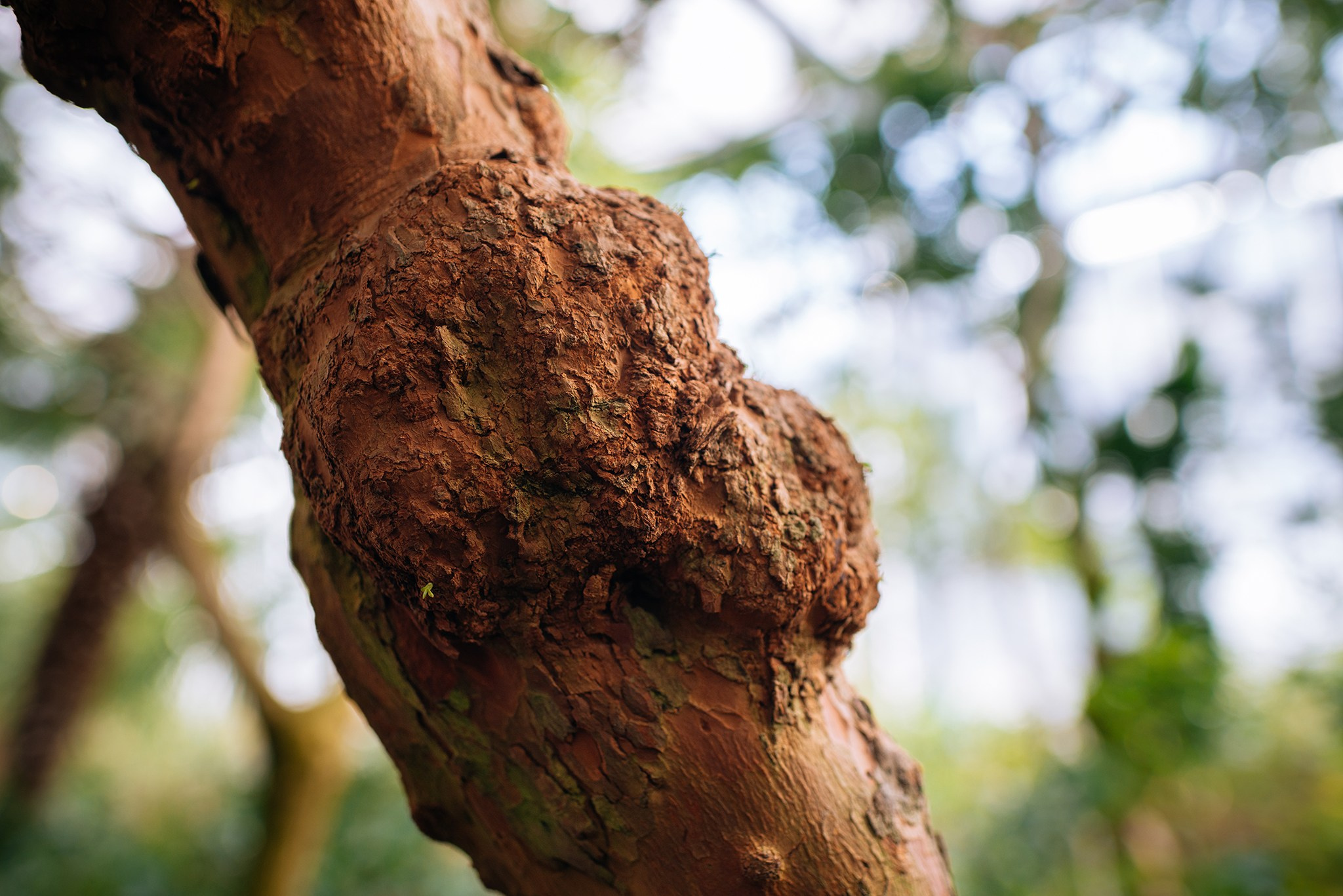 Ботанический сад. Субтропический маршрут. Март 26. Репортажный фотограф в Санкт-Петербурге Анастасия Клёпова