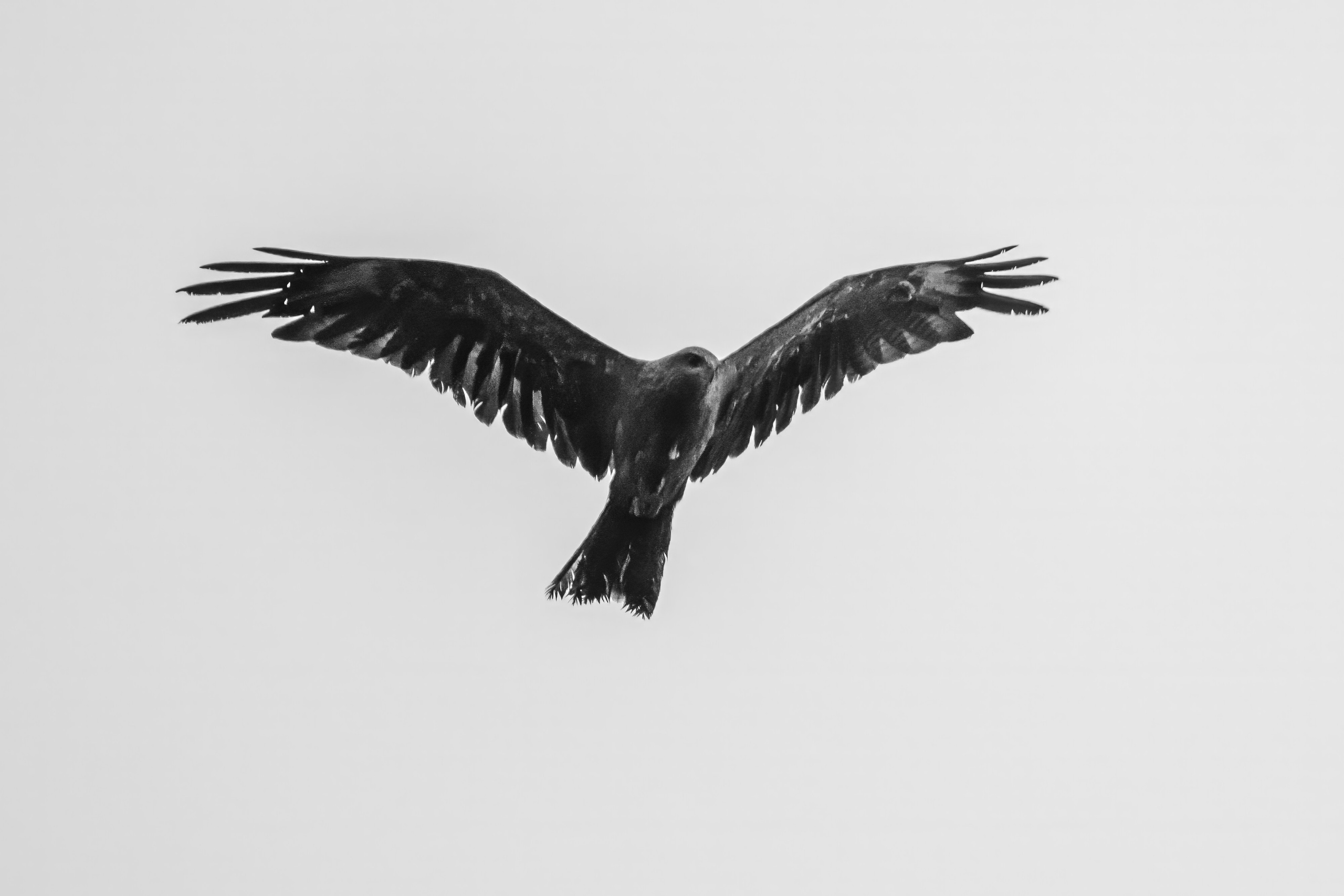 Молодой коршун. Wildlife photography by Sergey Puponin