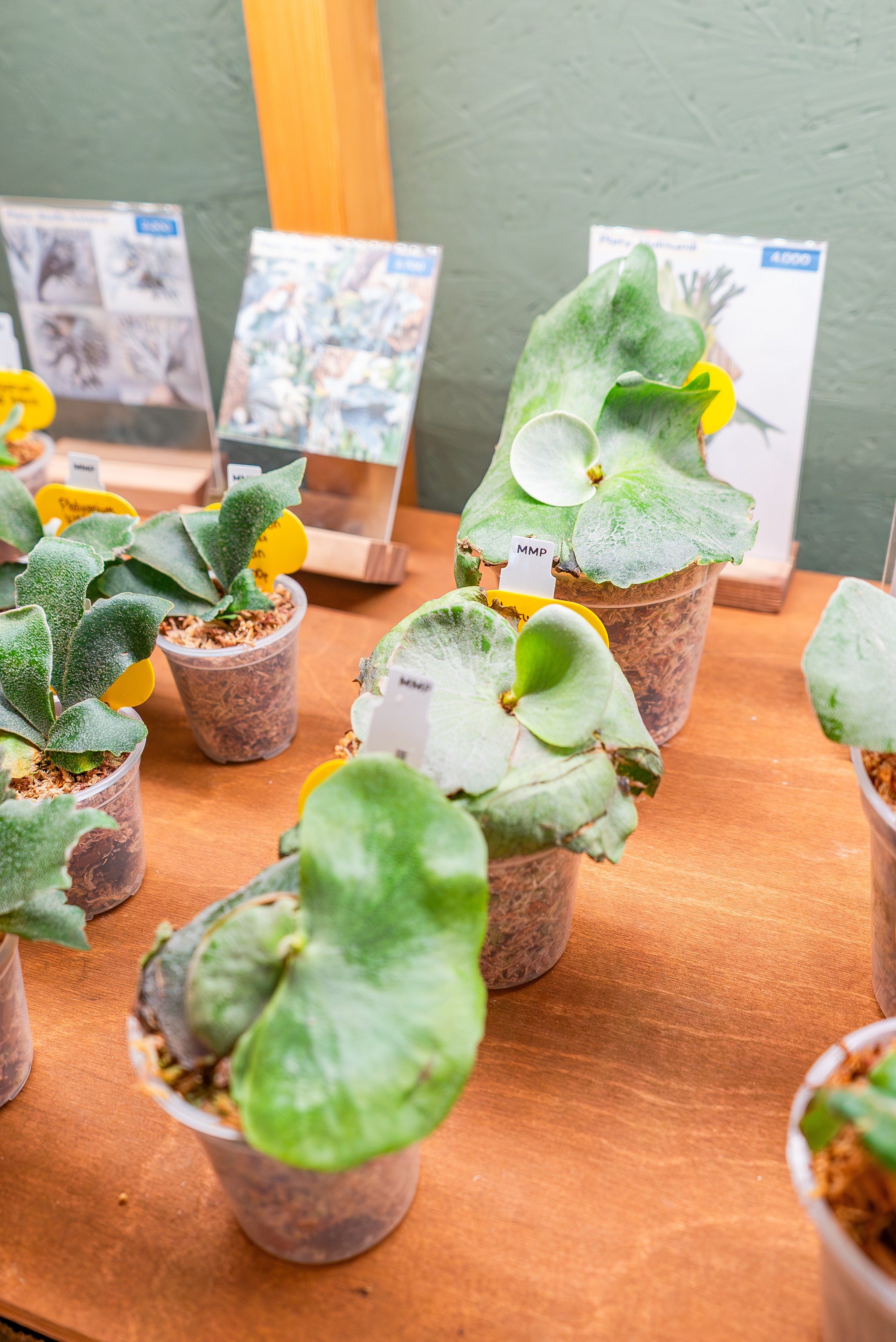 Make more plants. Александра Куликова фотограф, Москва