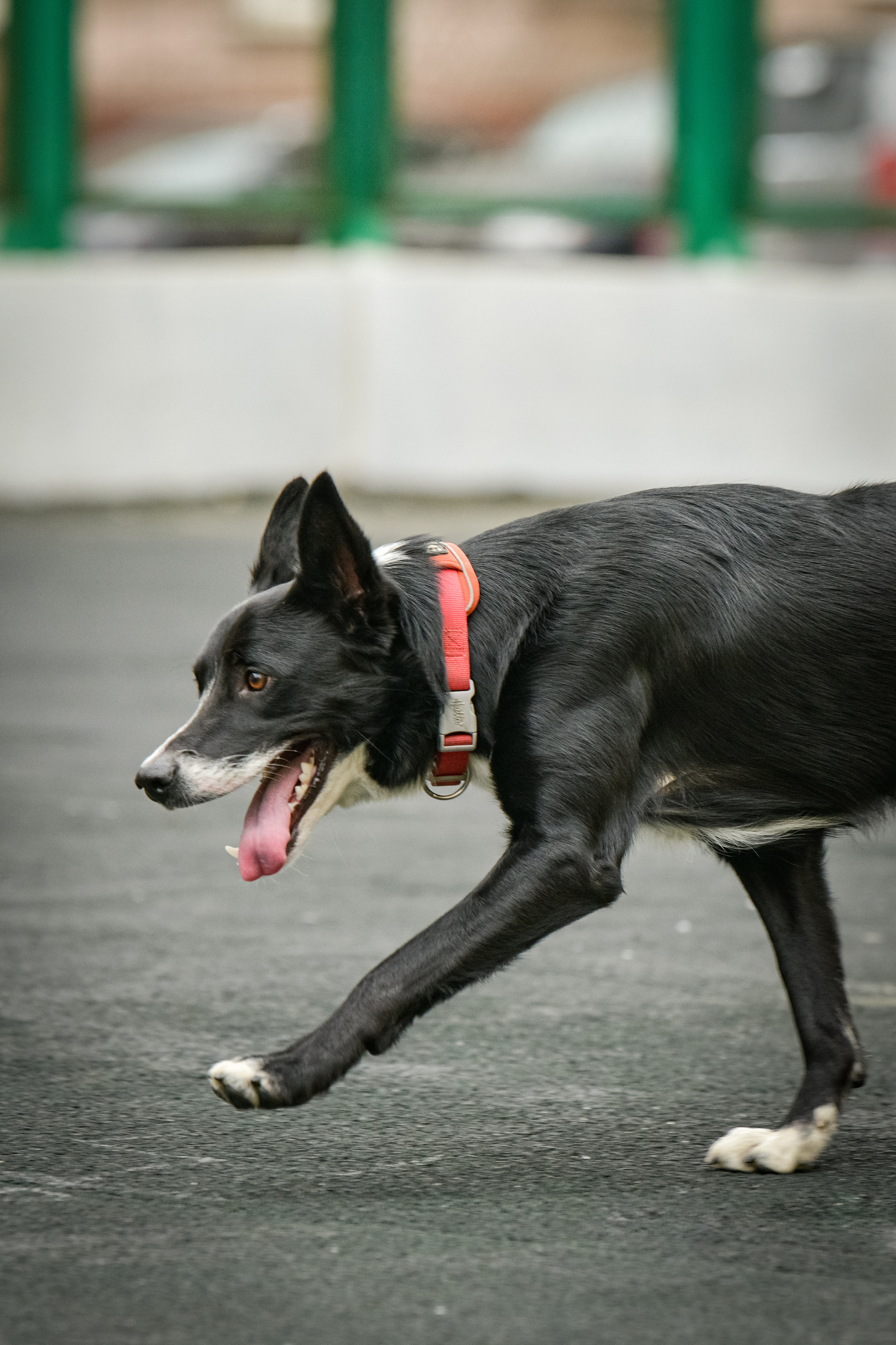 Бордер-колли Семён. Свой взгляд через объектив