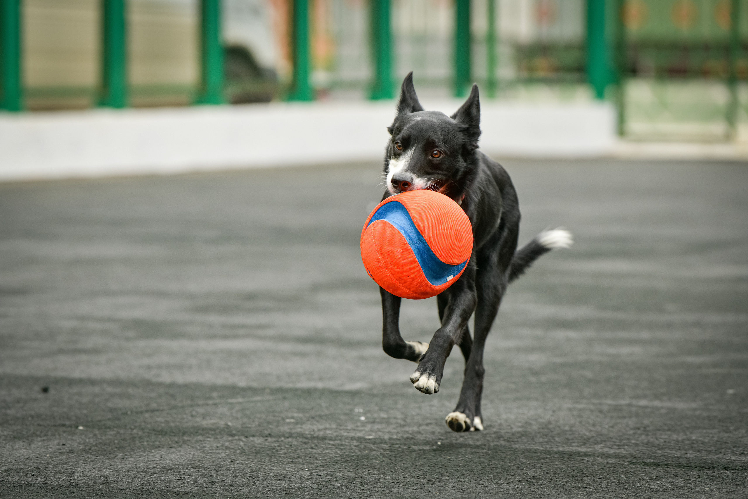 Бордер-колли Семён. Свой взгляд через объектив