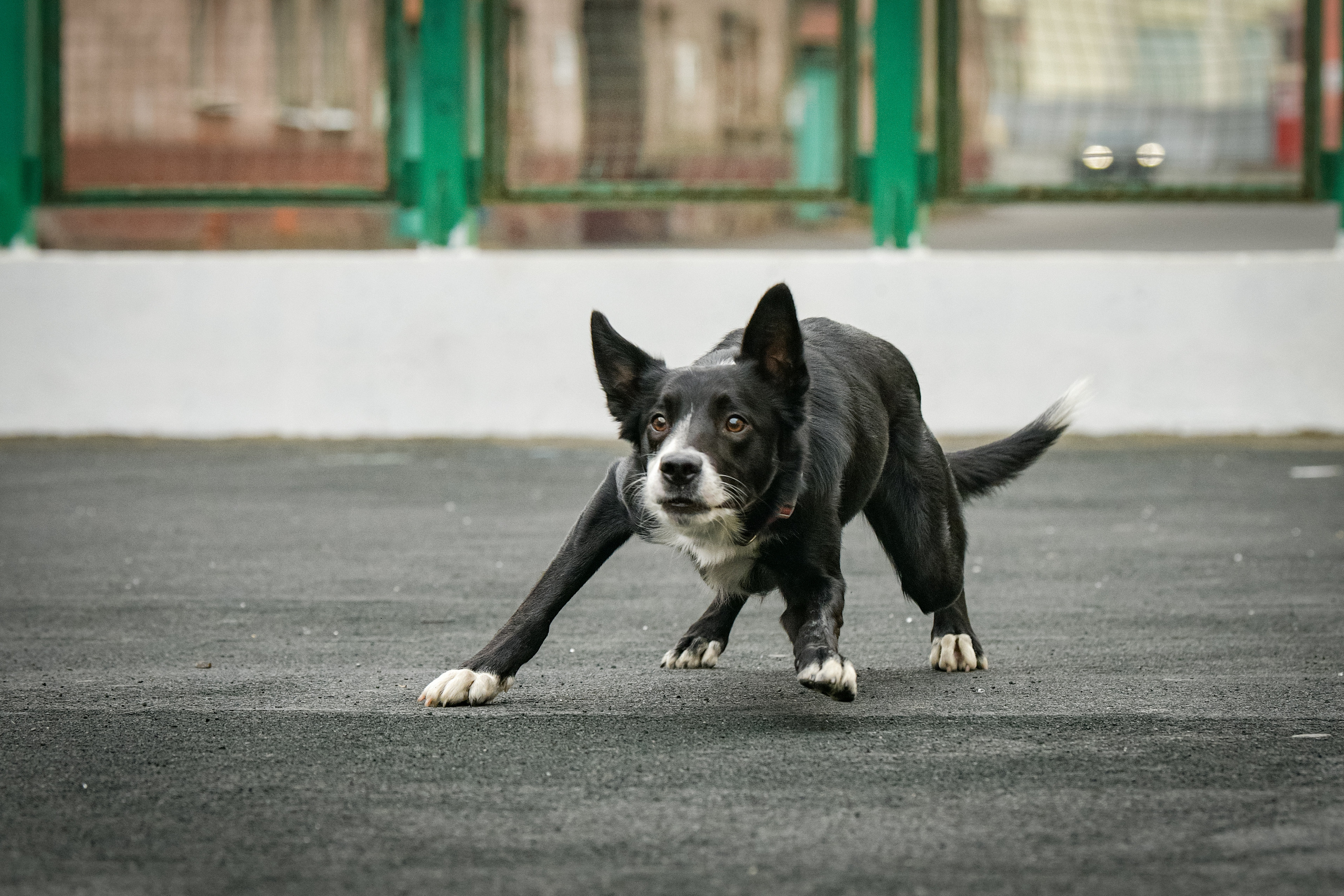 Бордер-колли Семён. Свой взгляд через объектив