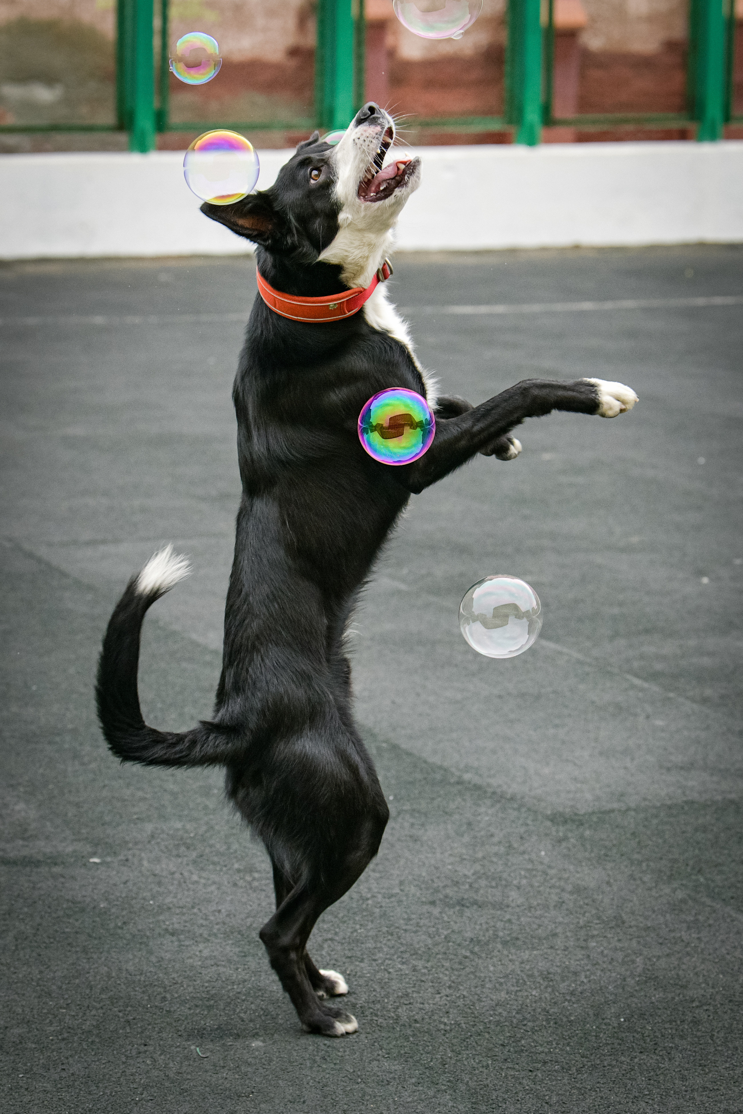 Бордер-колли Семён. Свой взгляд через объектив