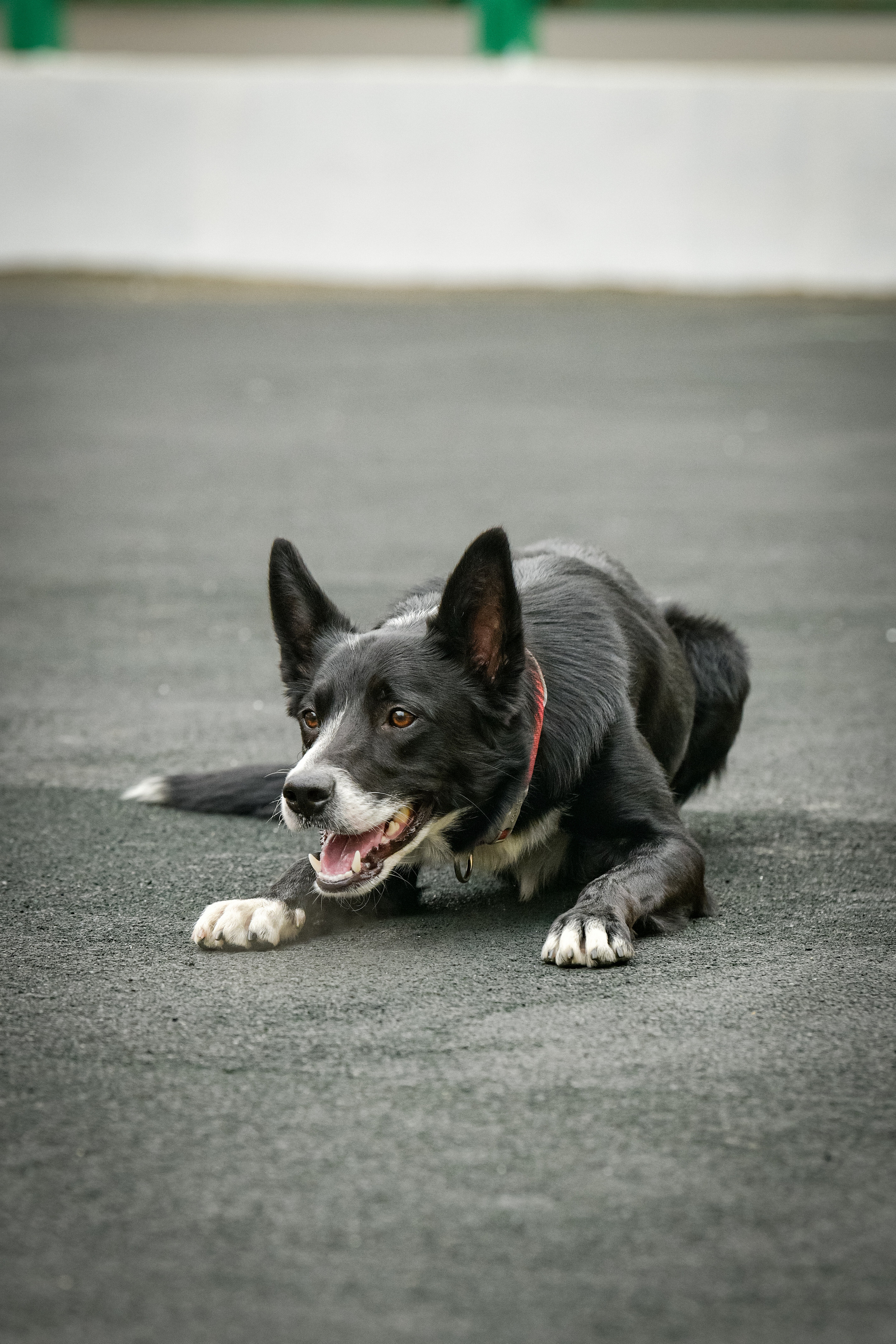 Бордер-колли Семён. Свой взгляд через объектив