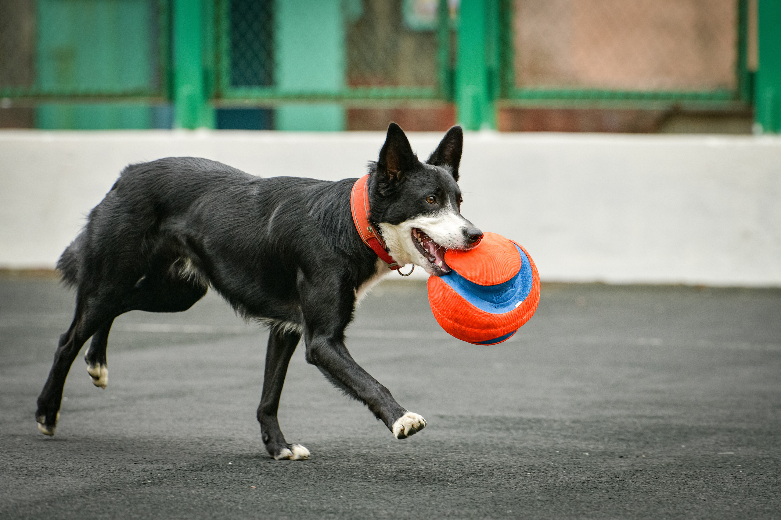 Бордер-колли Семён. Свой взгляд через объектив