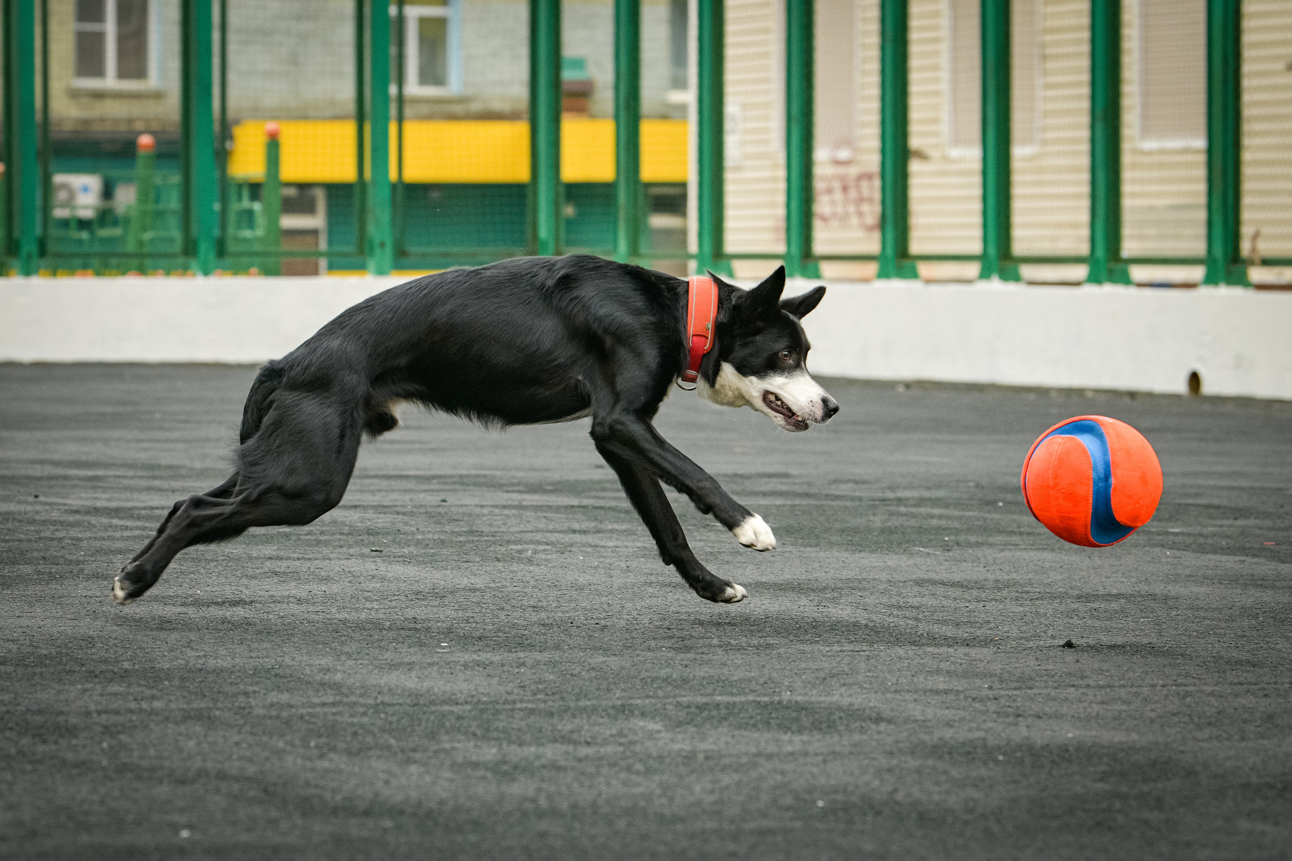 Бордер-колли Семён. Свой взгляд через объектив