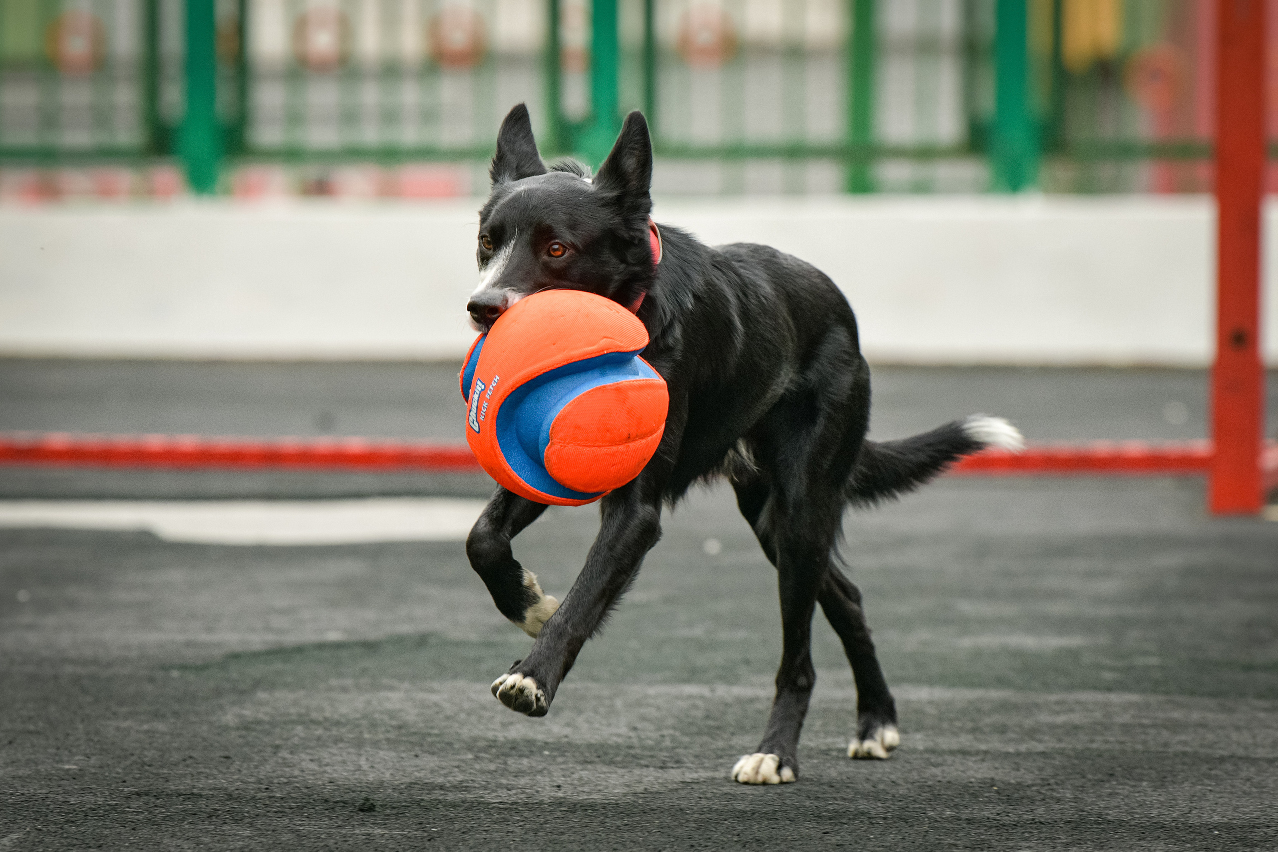 Бордер-колли Семён. Свой взгляд через объектив