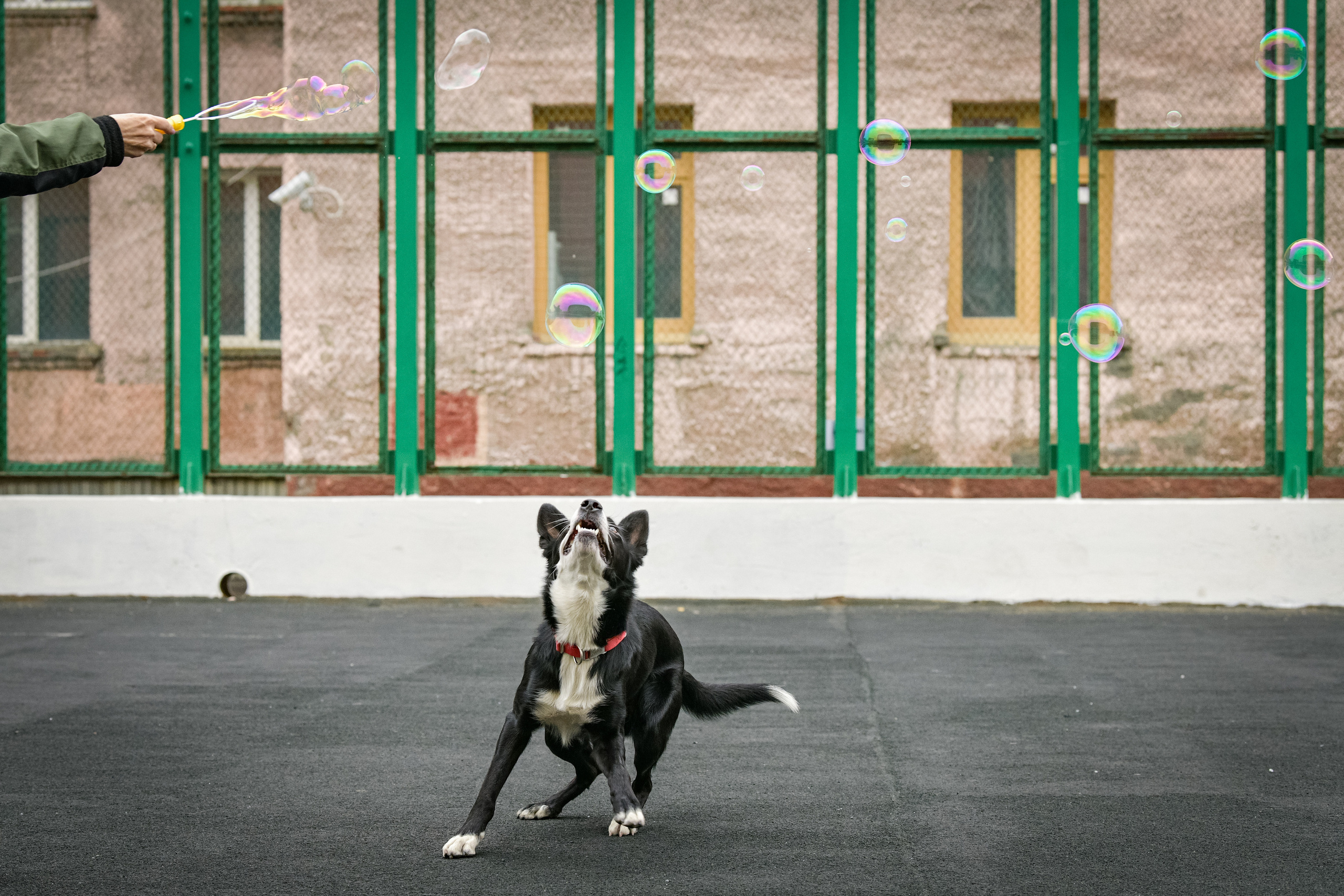 Бордер-колли Семён. Свой взгляд через объектив