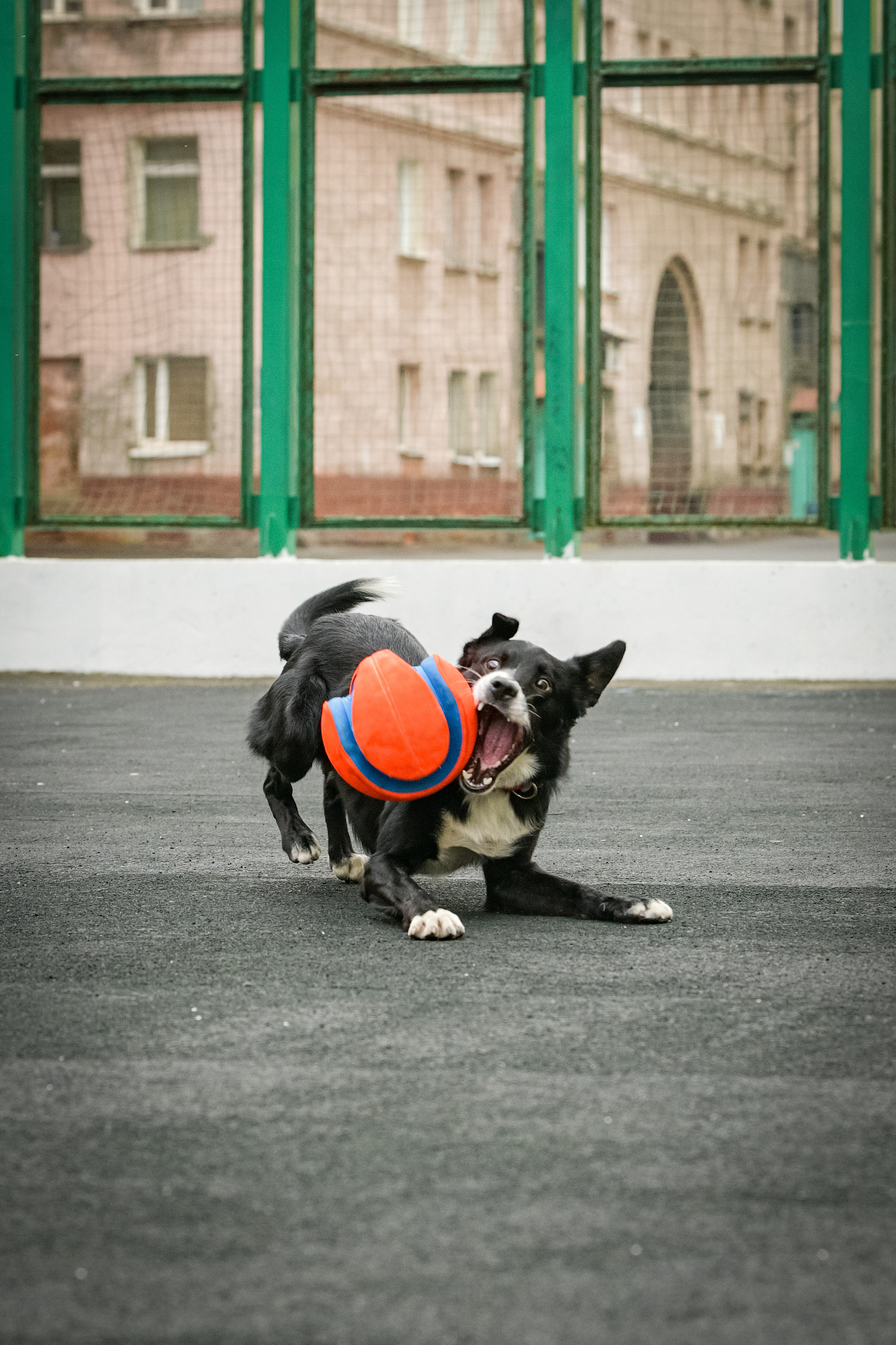 Бордер-колли Семён. Свой взгляд через объектив
