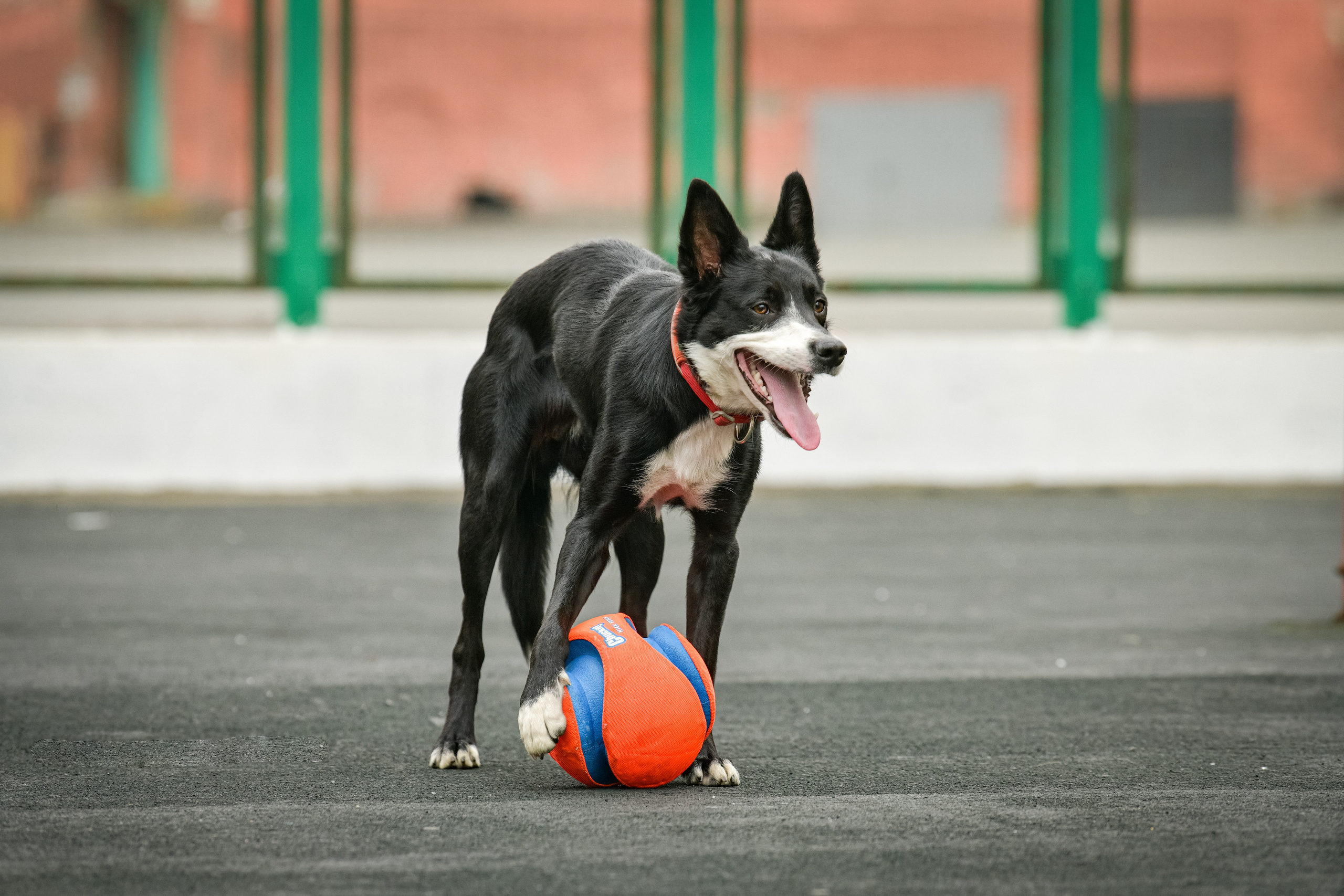 Бордер-колли Семён. Свой взгляд через объектив