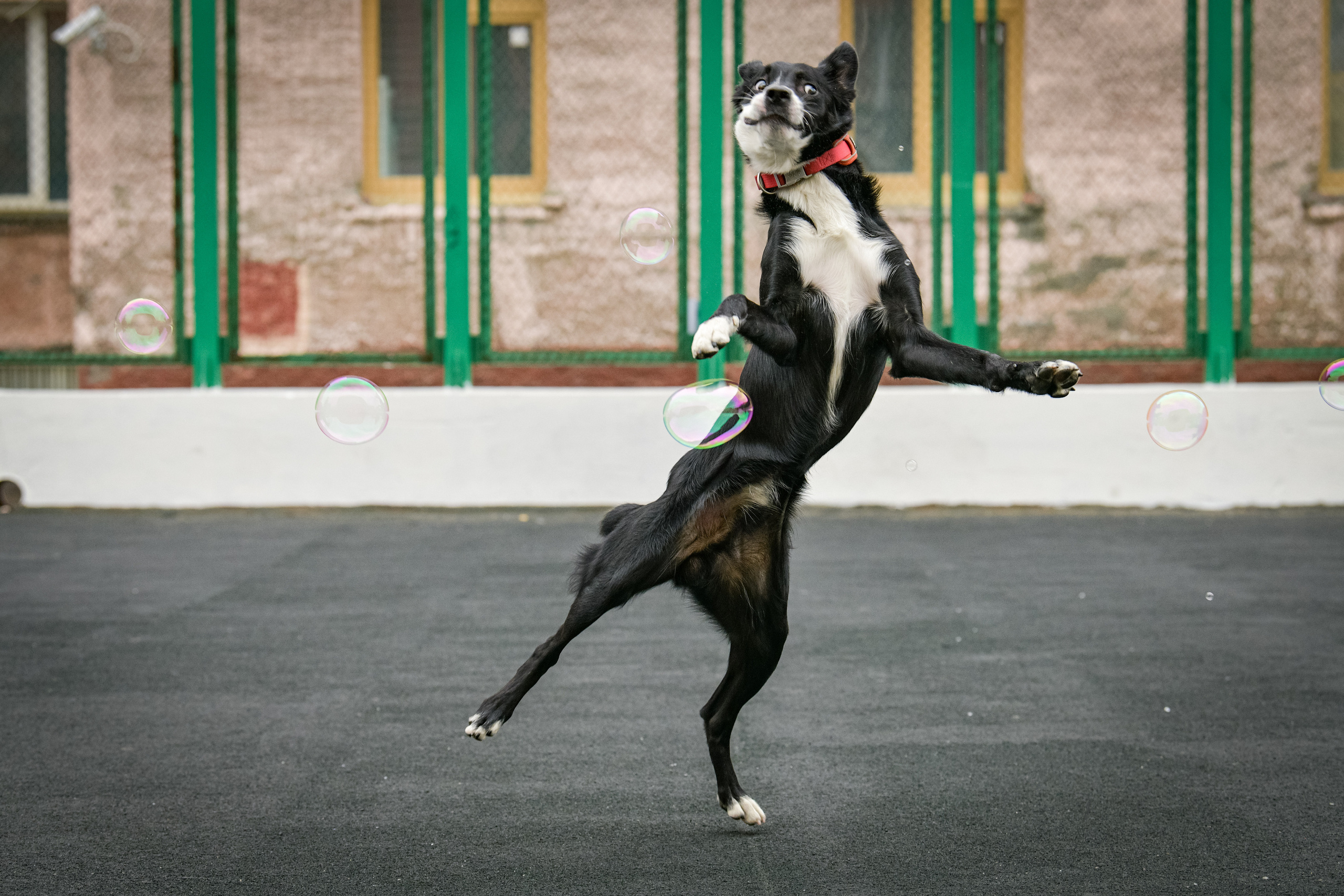 Бордер-колли Семён. Свой взгляд через объектив