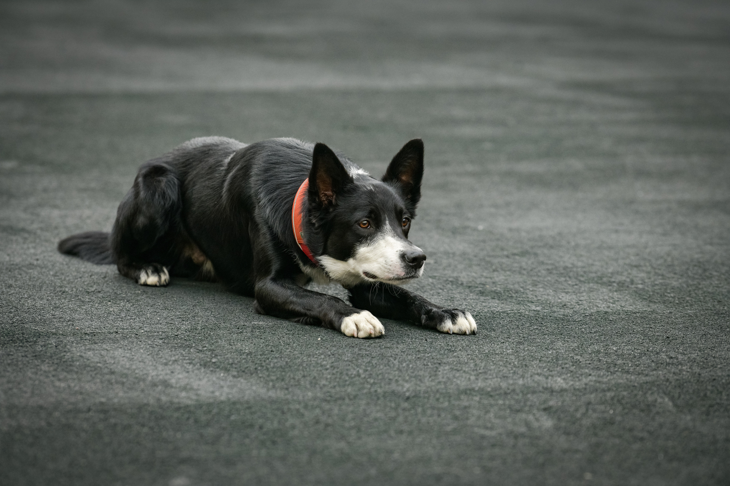 Бордер-колли Семён. Свой взгляд через объектив
