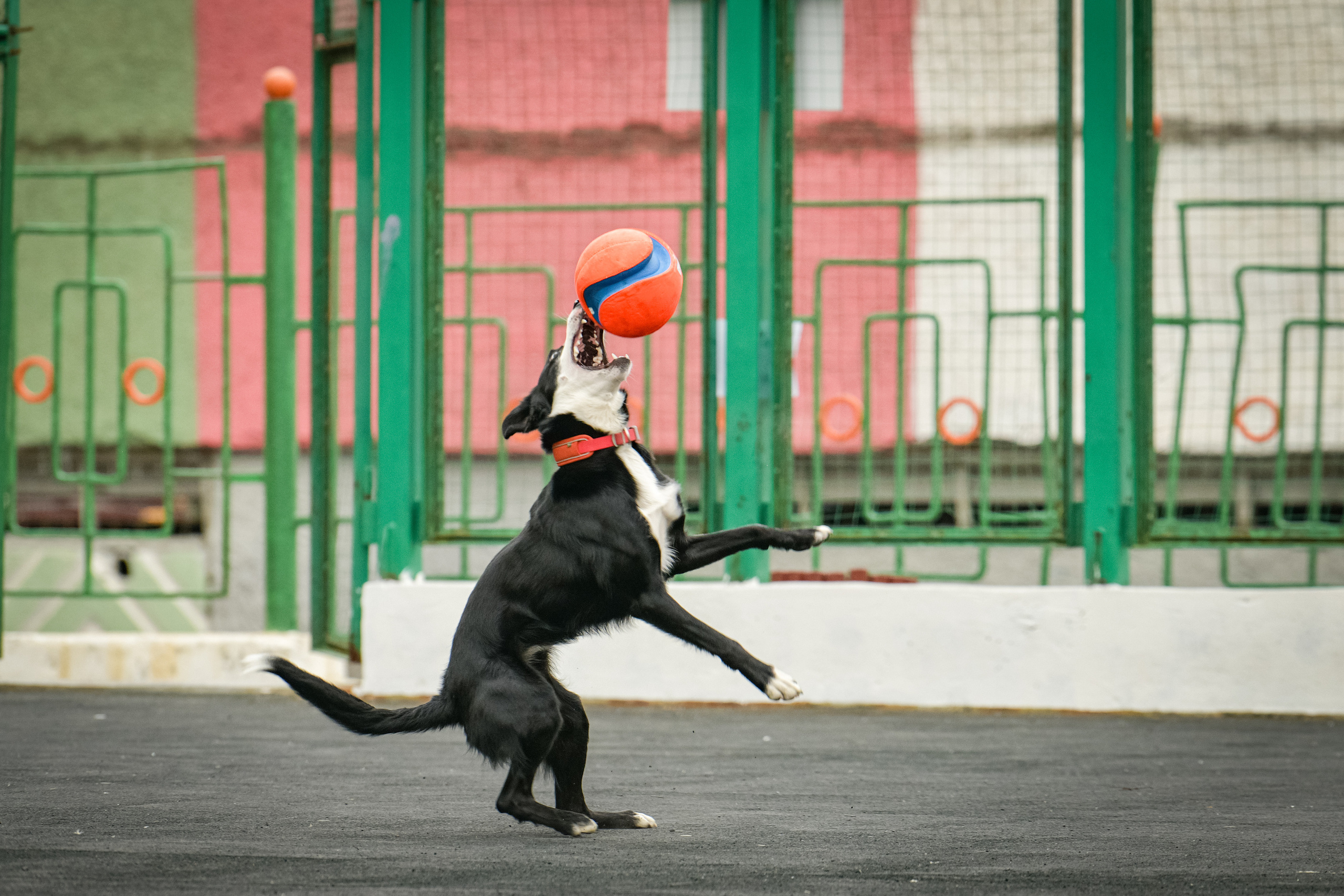 Бордер-колли Семён. Свой взгляд через объектив
