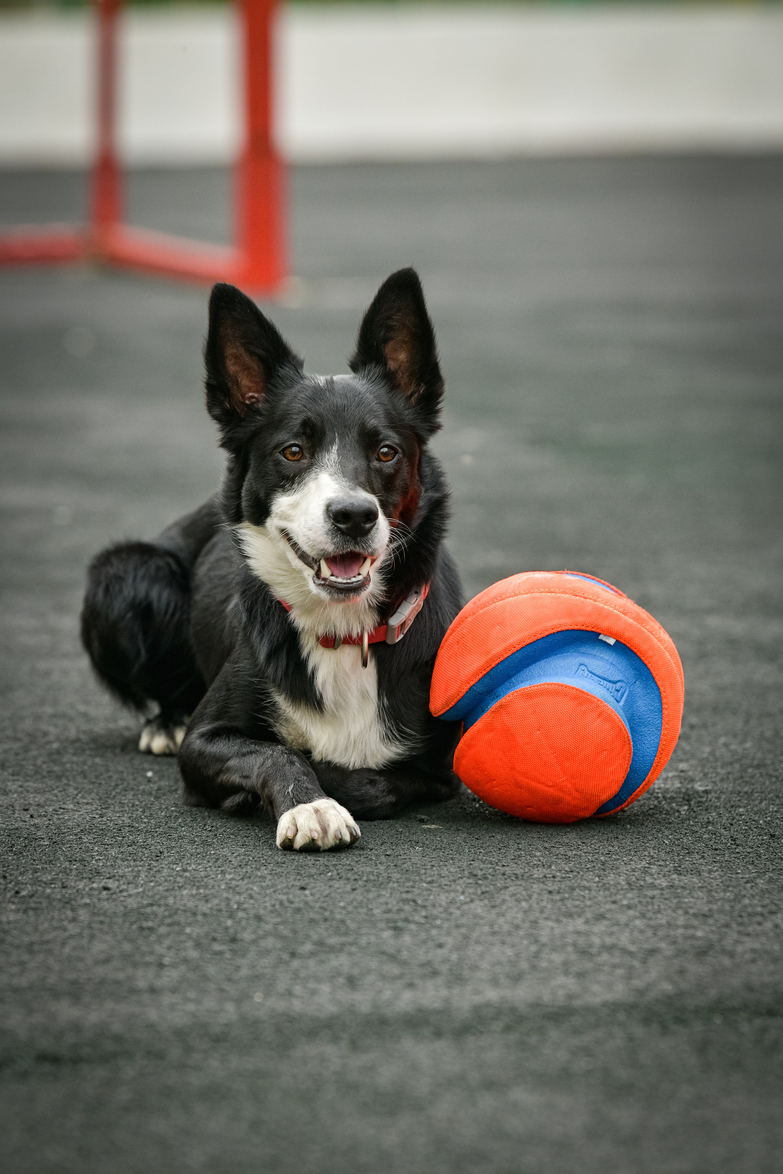 Бордер-колли Семён. Свой взгляд через объектив