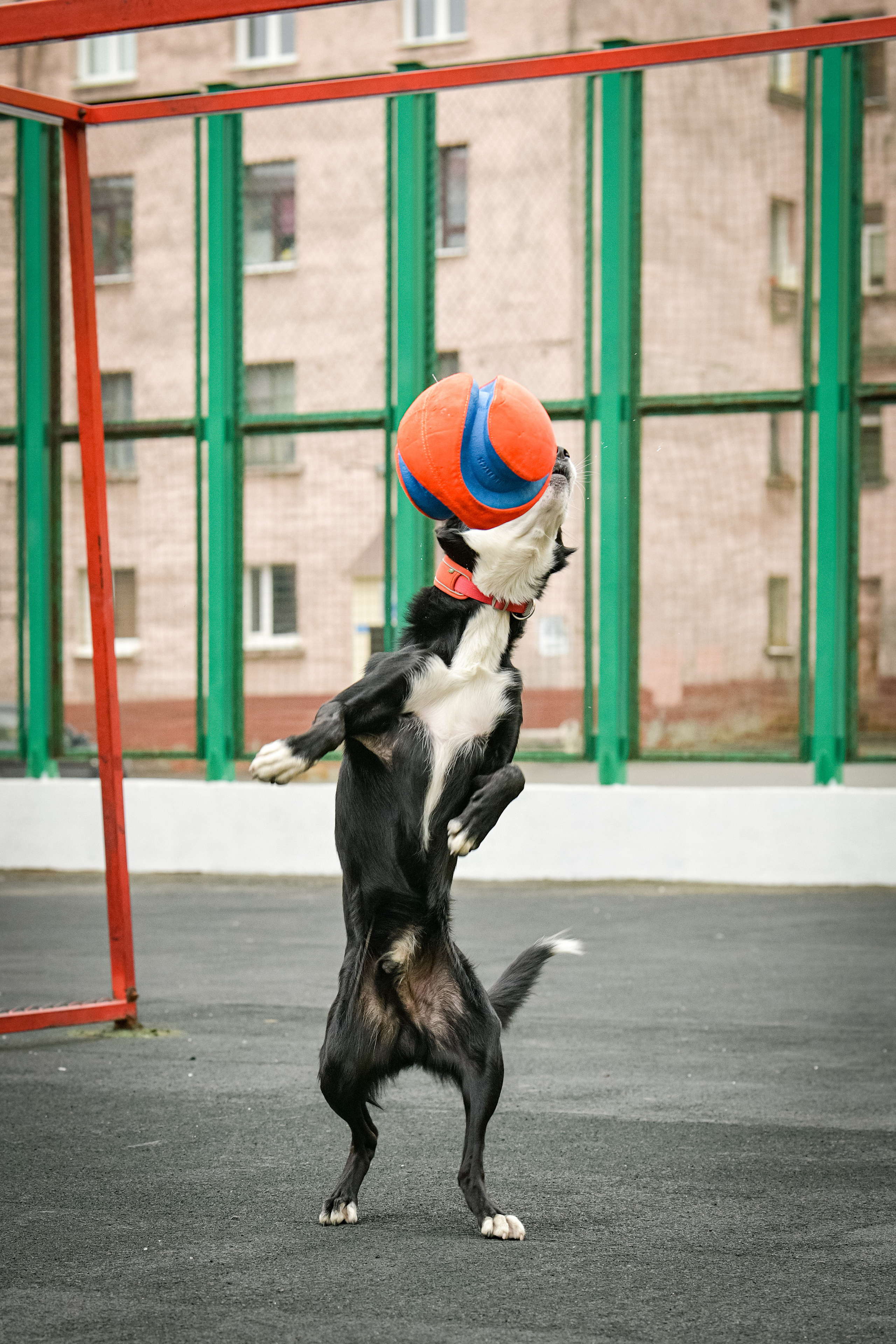 Бордер-колли Семён. Свой взгляд через объектив