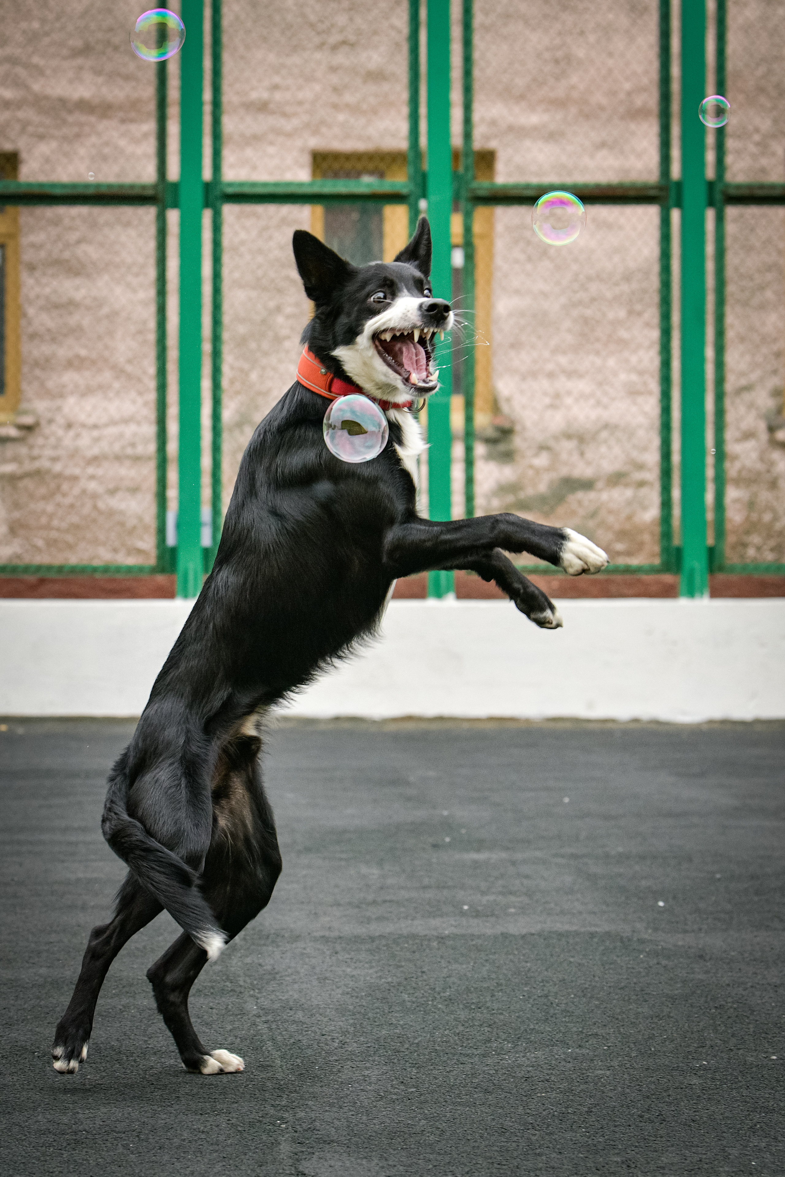 Бордер-колли Семён. Свой взгляд через объектив