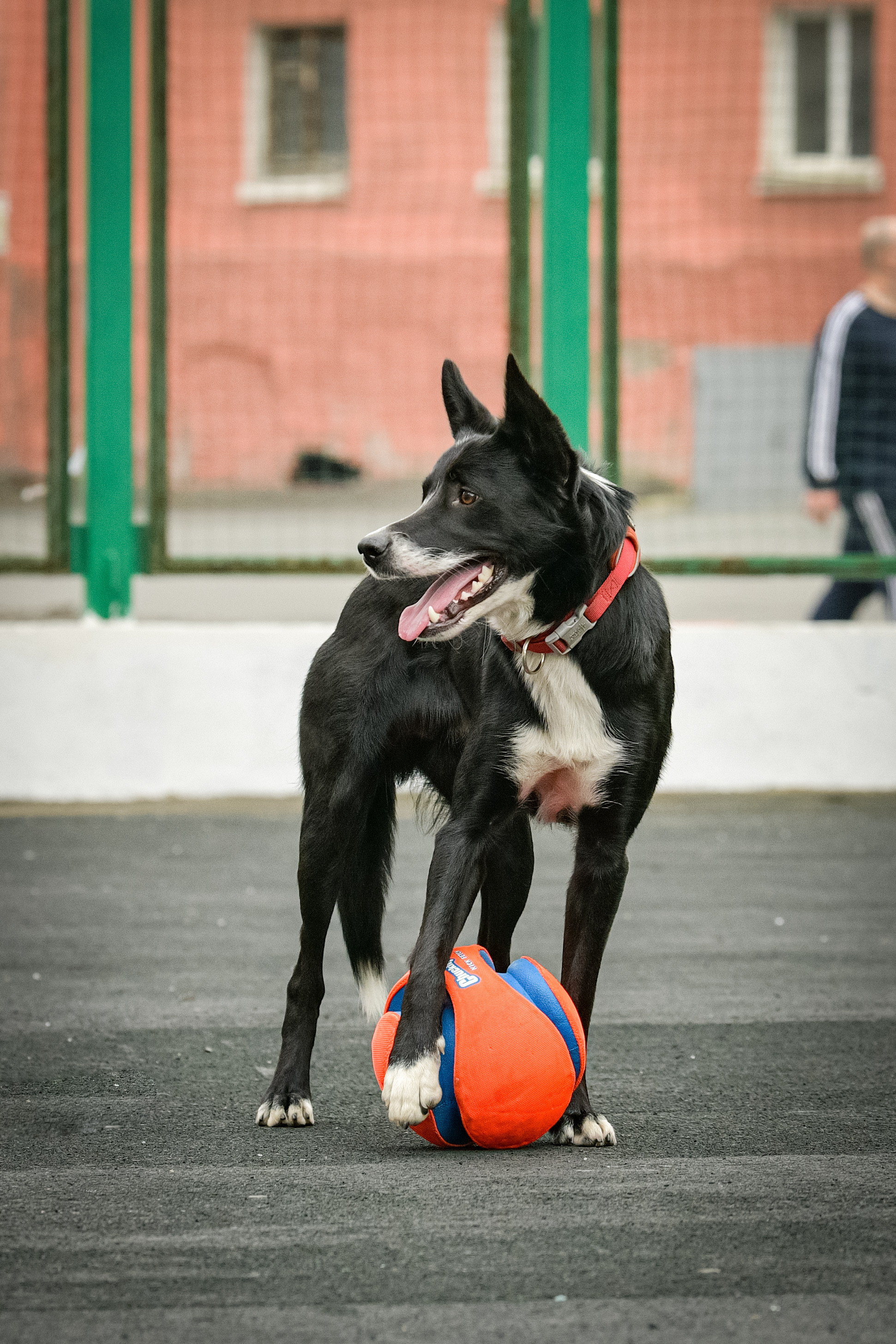 Бордер-колли Семён. Свой взгляд через объектив