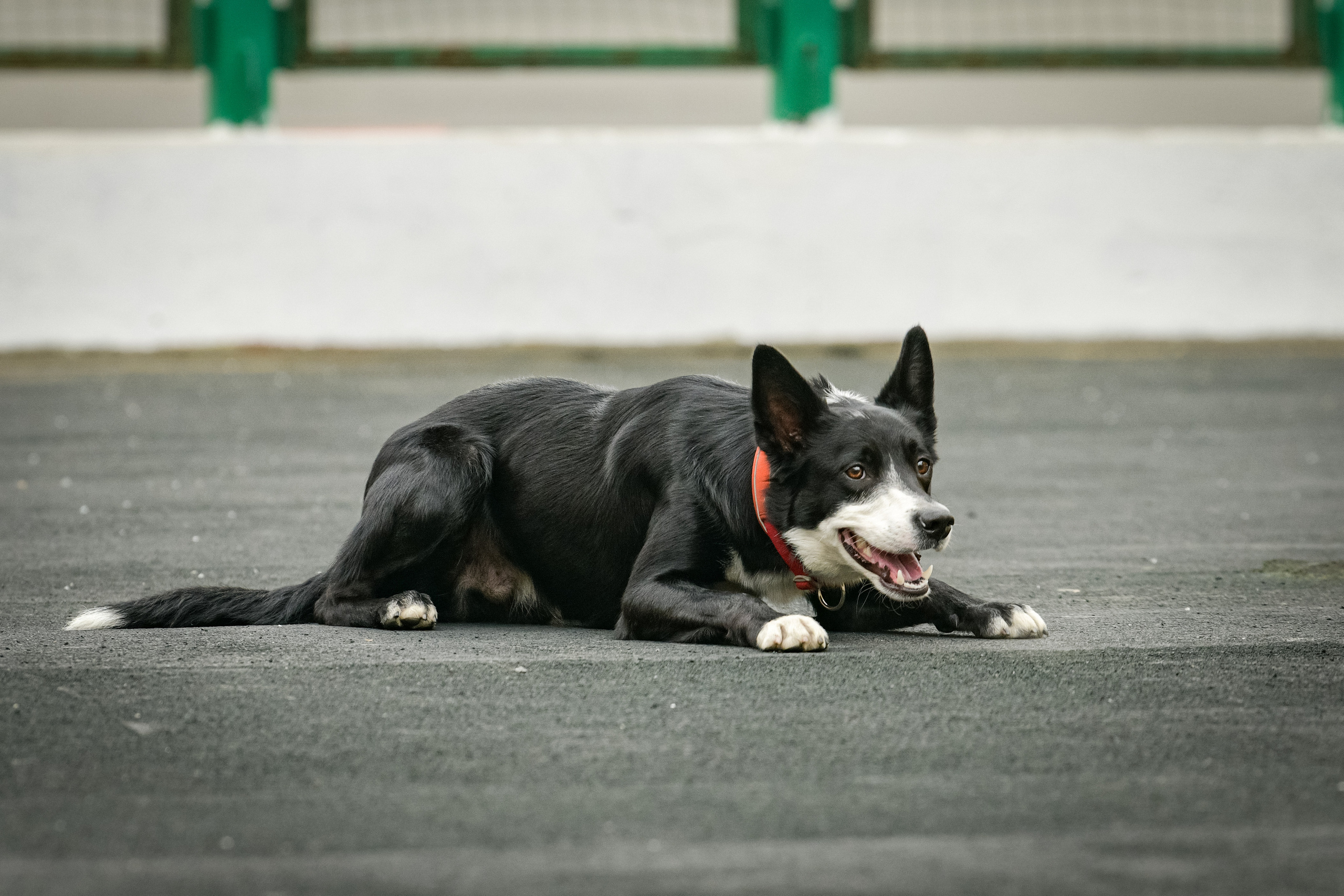Бордер-колли Семён. Свой взгляд через объектив