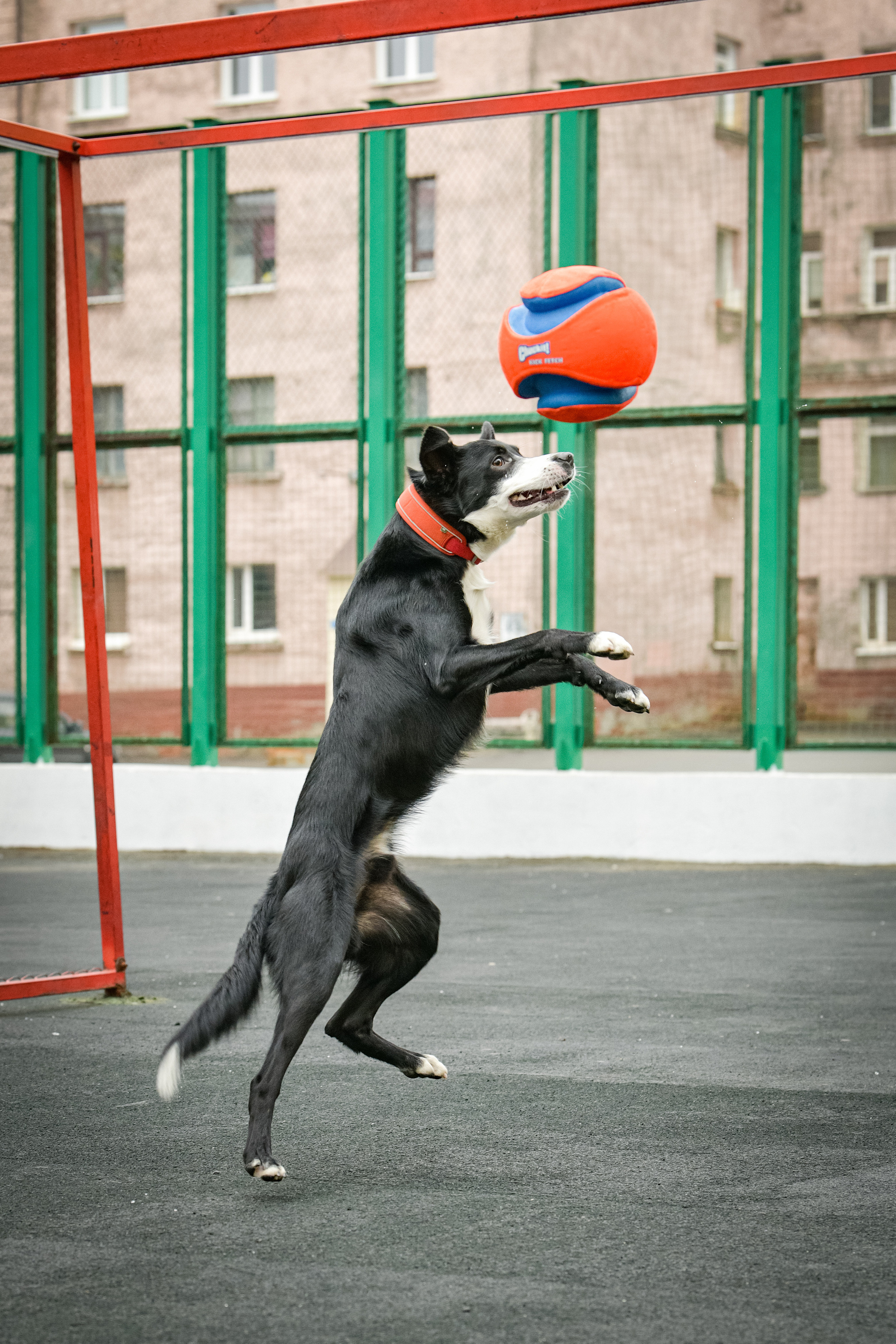 Бордер-колли Семён. Свой взгляд через объектив