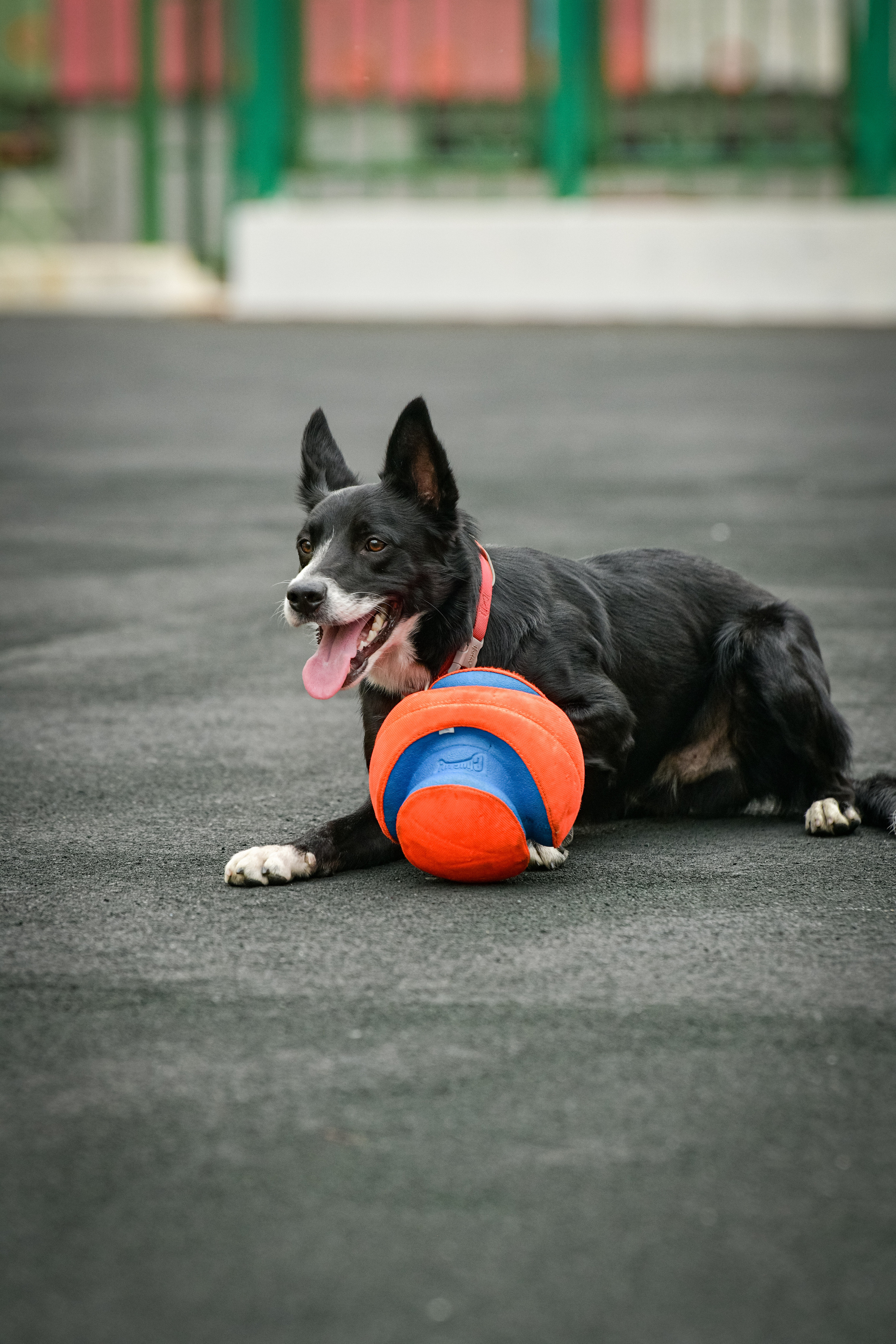 Бордер-колли Семён. Свой взгляд через объектив