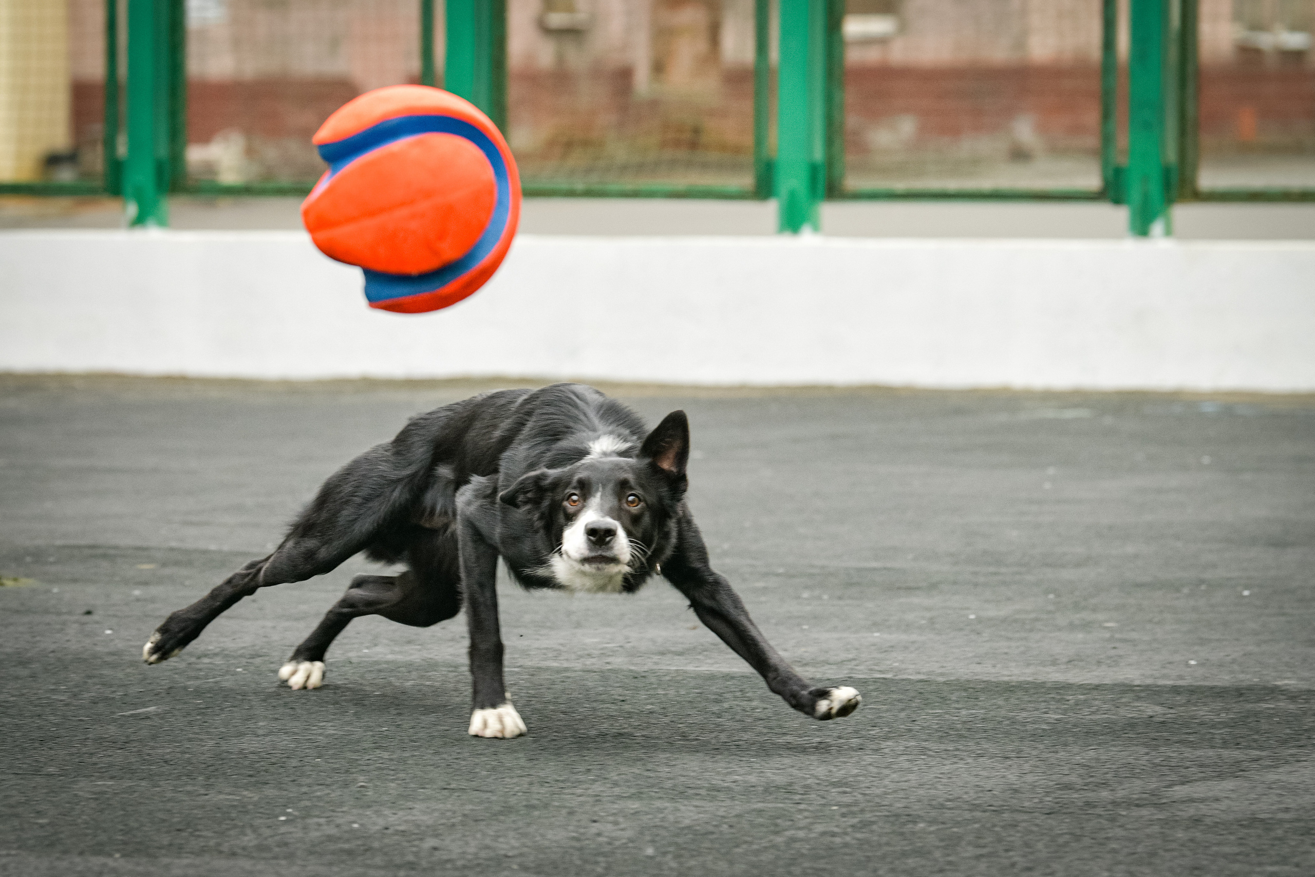 Бордер-колли Семён. Свой взгляд через объектив