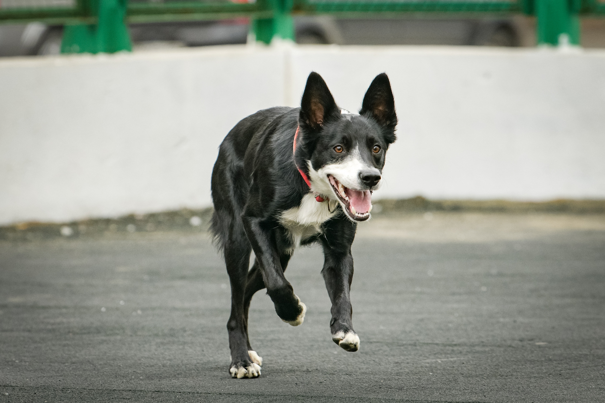 Бордер-колли Семён. Свой взгляд через объектив