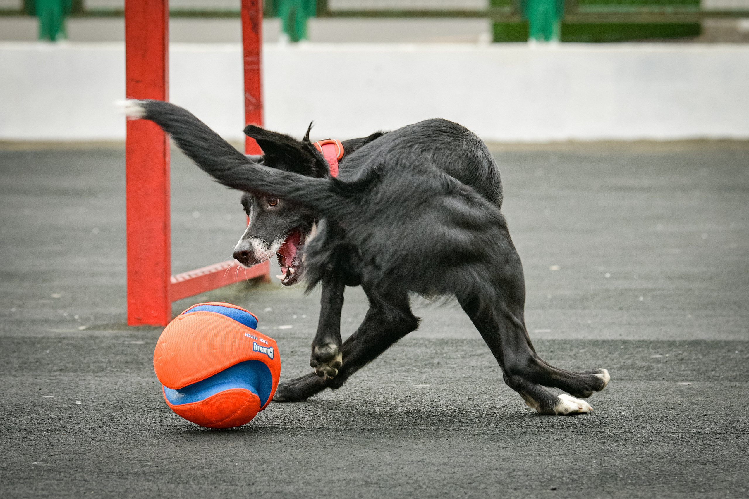 Бордер-колли Семён. Свой взгляд через объектив