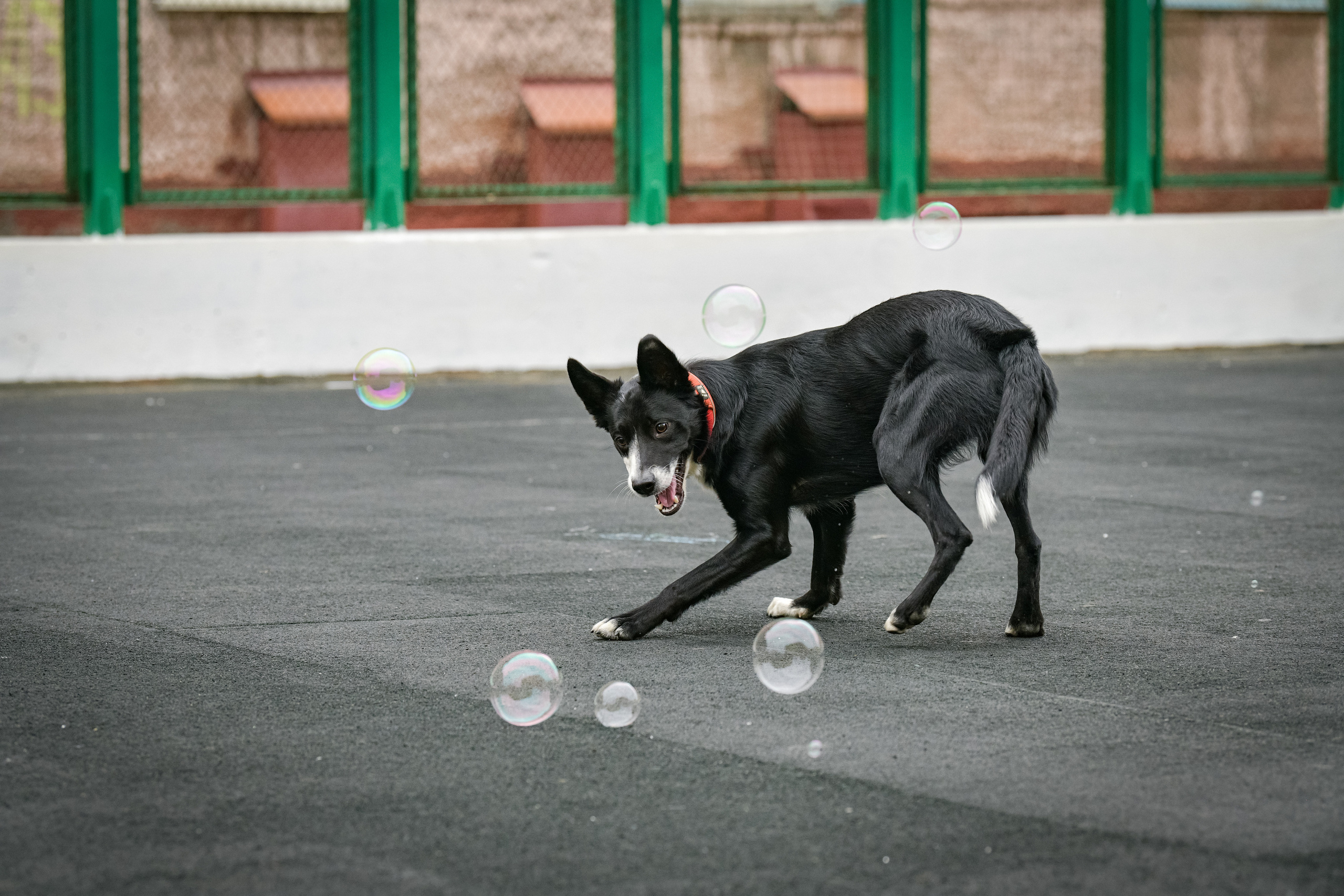 Бордер-колли Семён. Свой взгляд через объектив