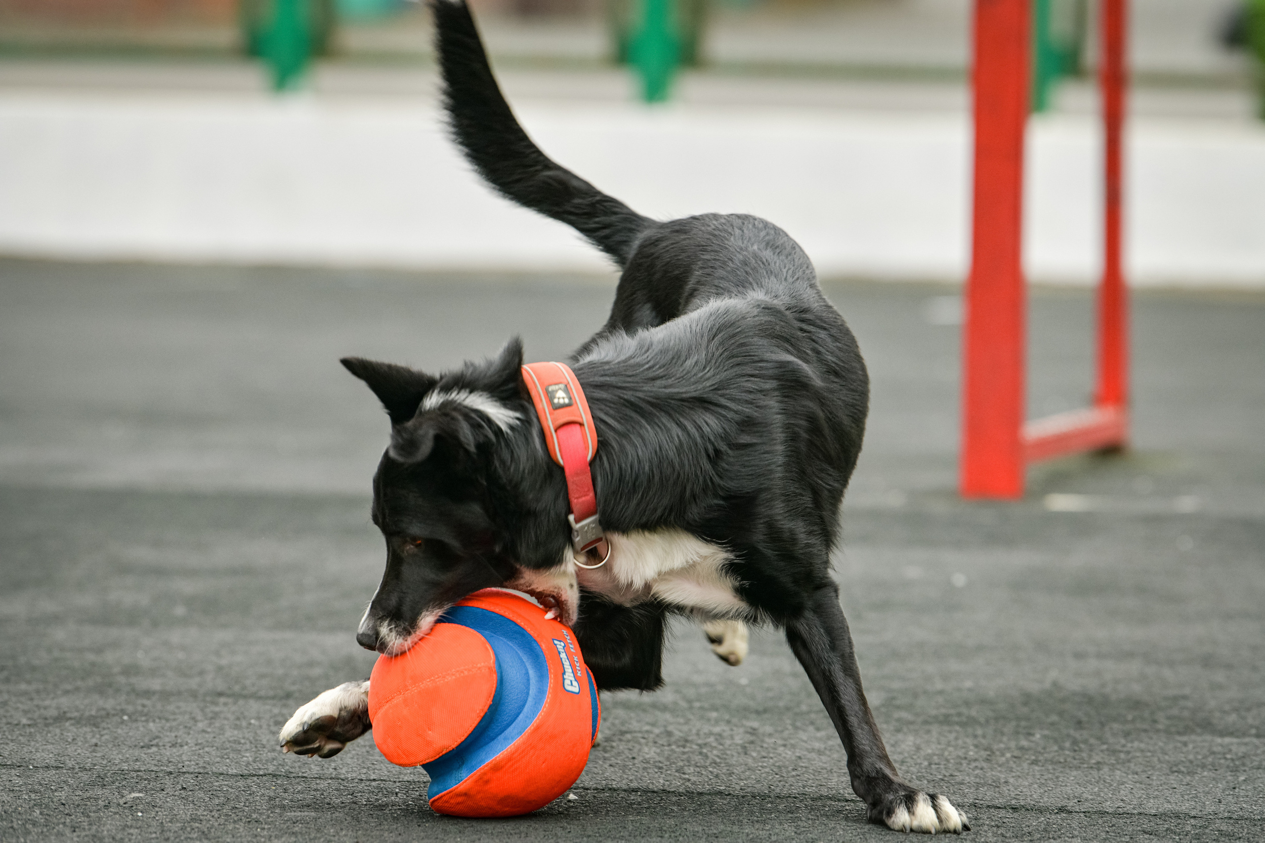 Бордер-колли Семён. Свой взгляд через объектив