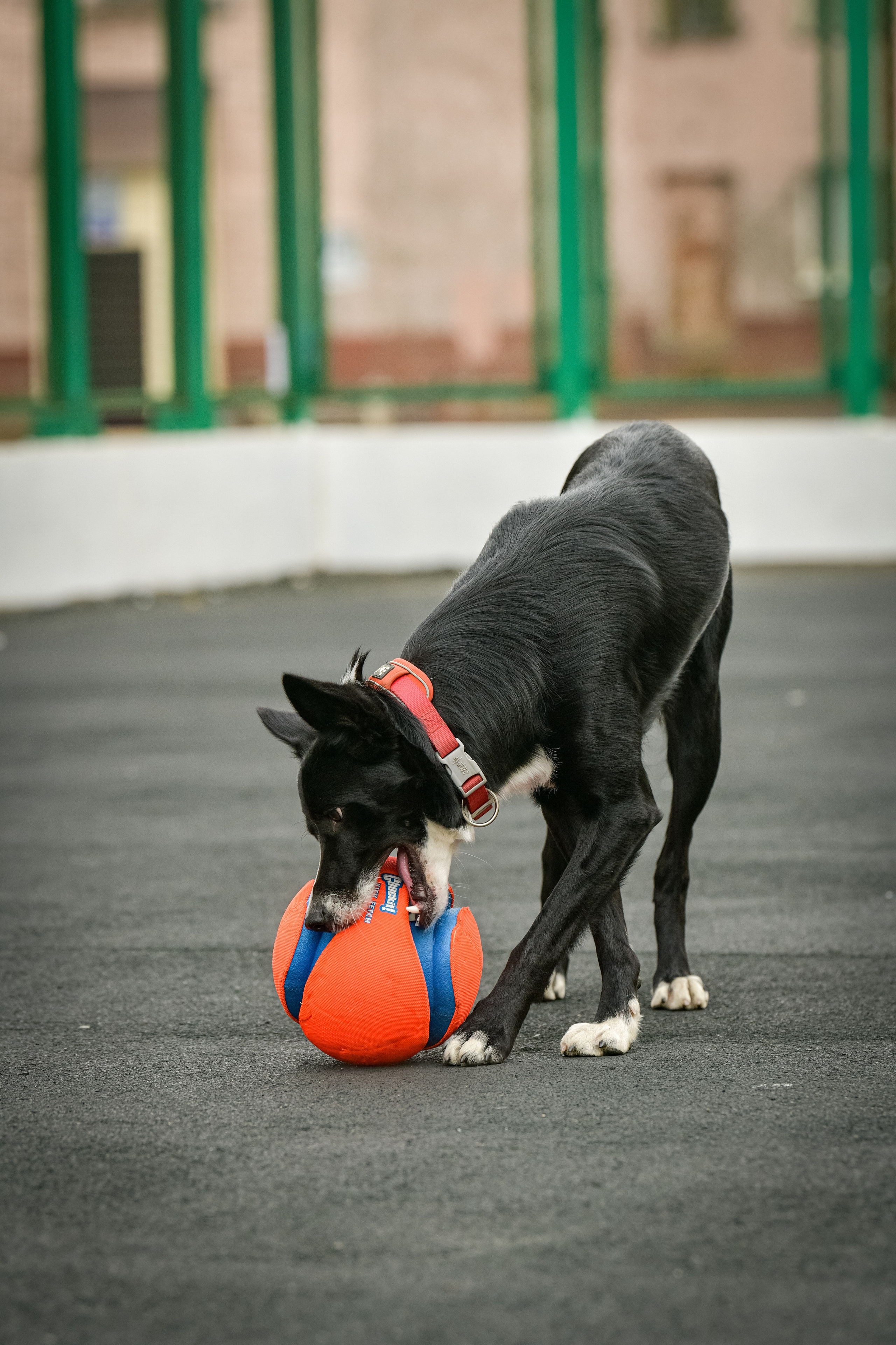 Бордер-колли Семён. Свой взгляд через объектив