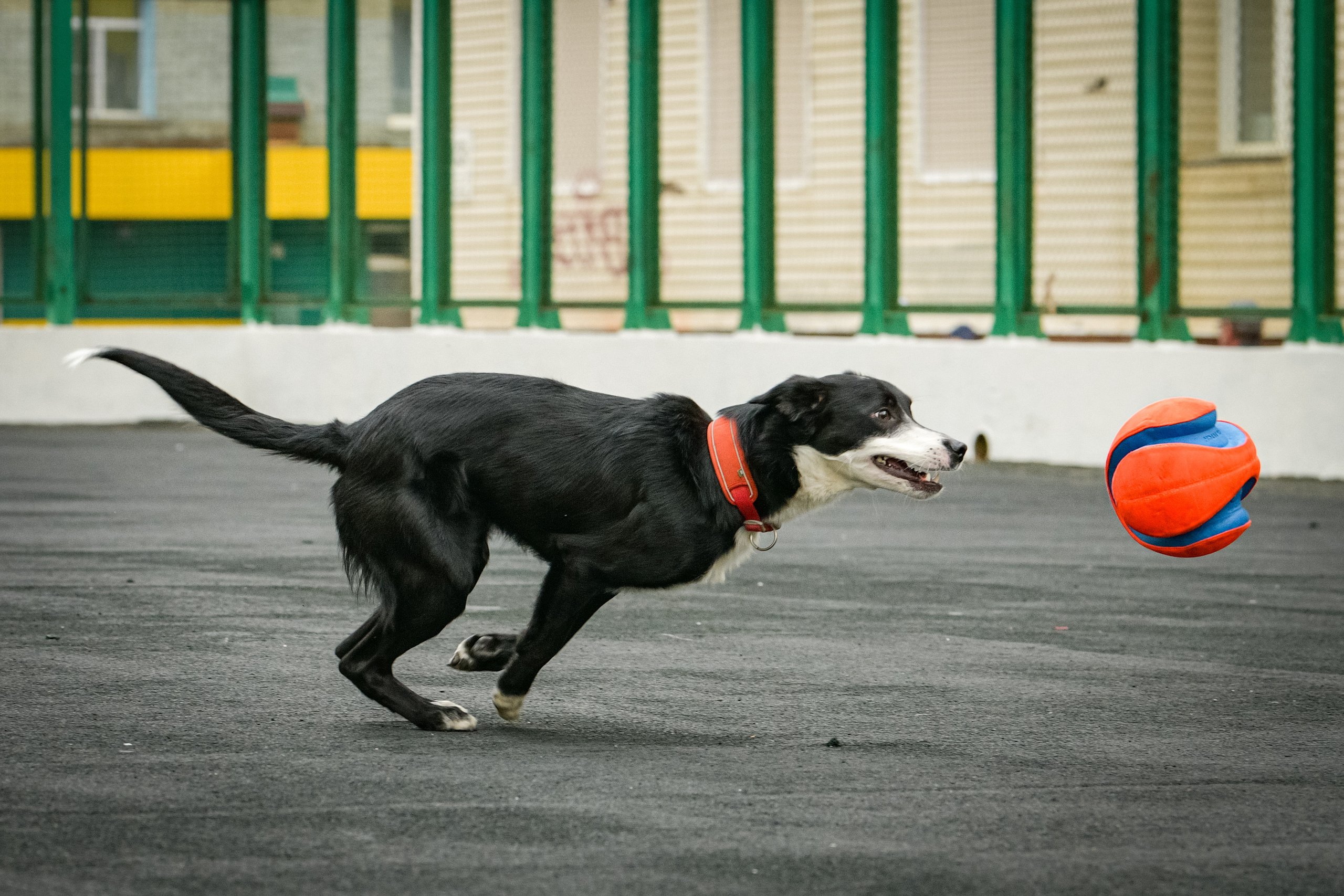 Бордер-колли Семён. Свой взгляд через объектив